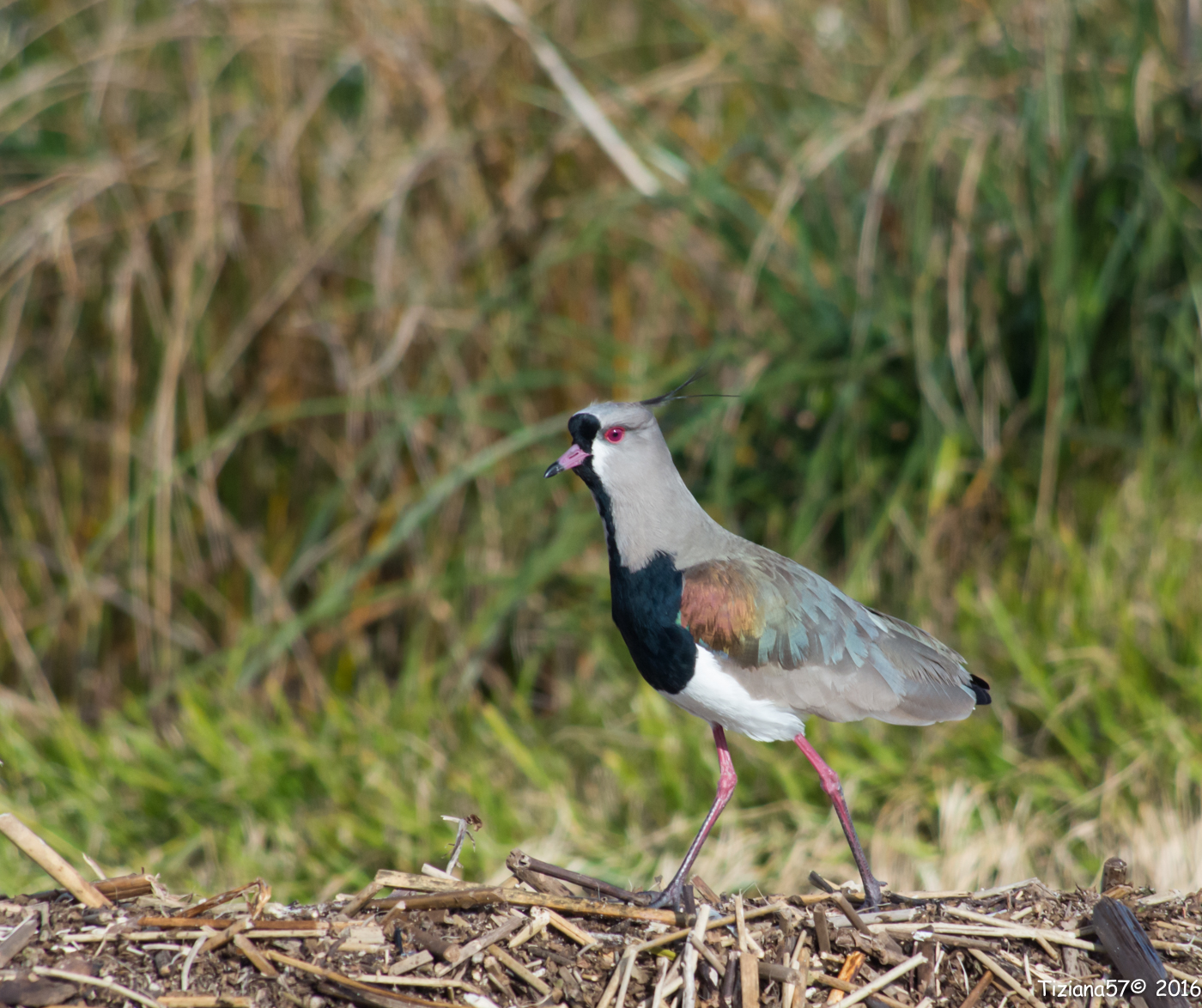 Chilean lapwing