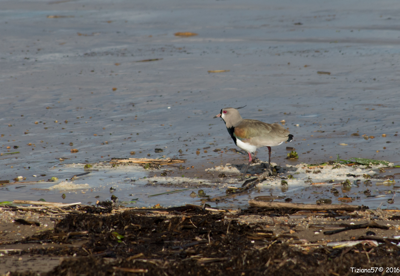Chilean lapwing