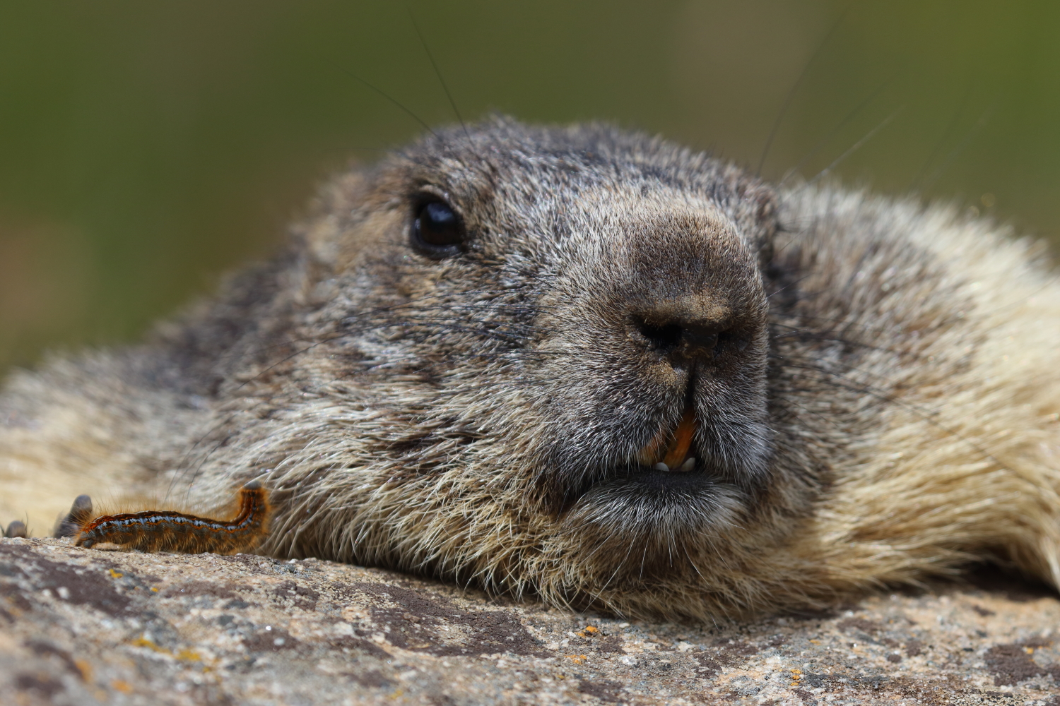 La marmotta e il millepiedi
