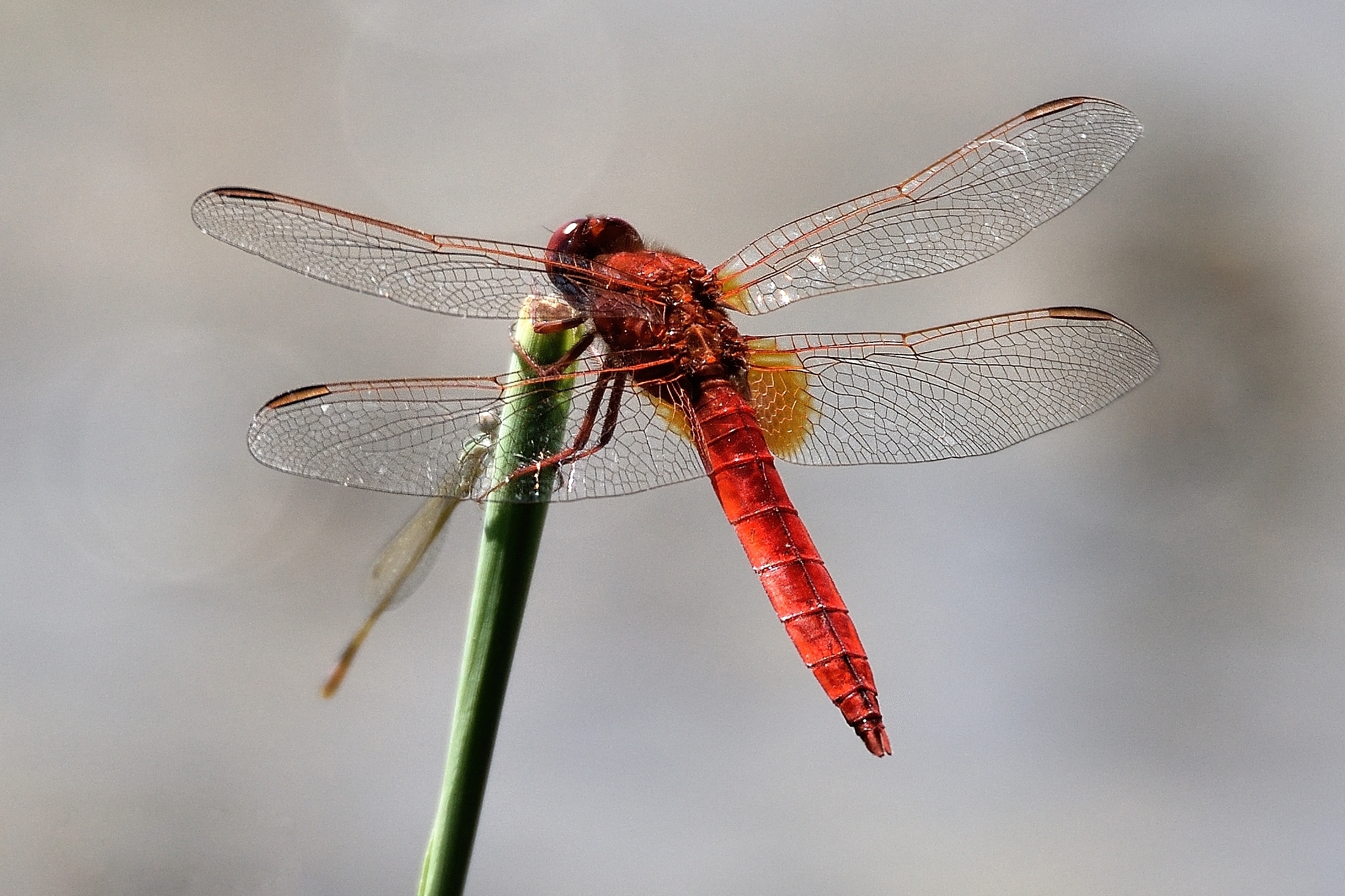 crocothemis erythraea