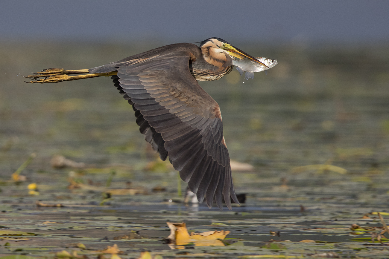 Good fishing for bluefin