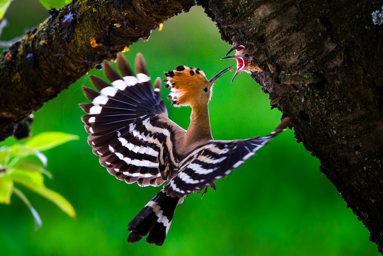 upupa: imbeccata (2)