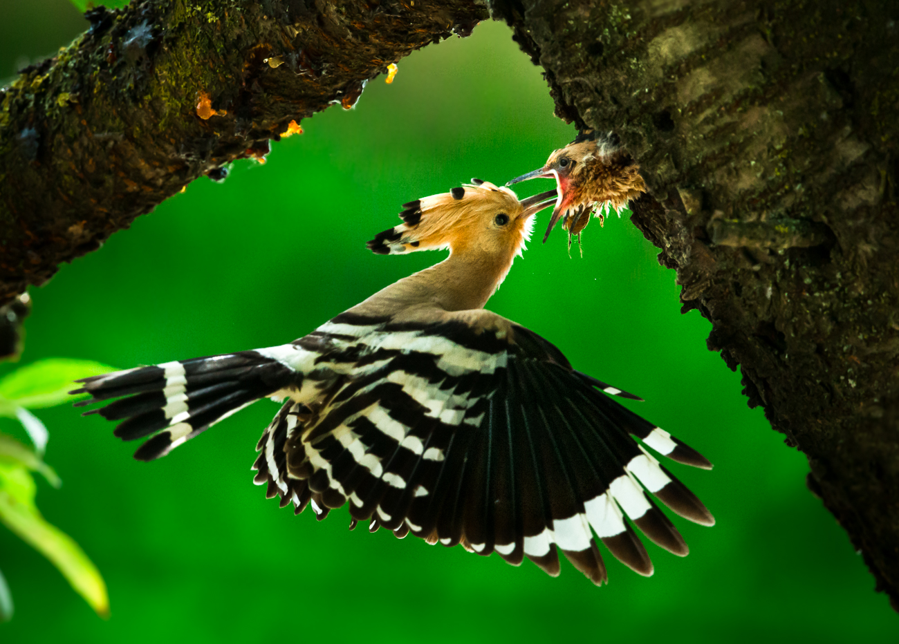 upupa: imbeccata (3)