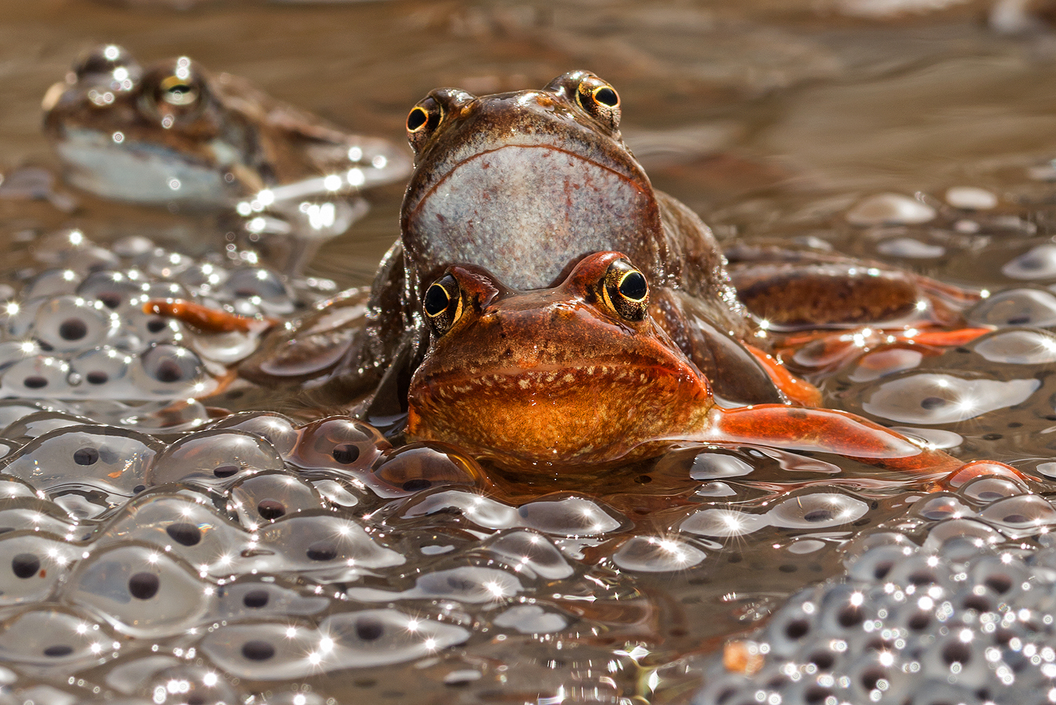 Who's the one who looks at them?