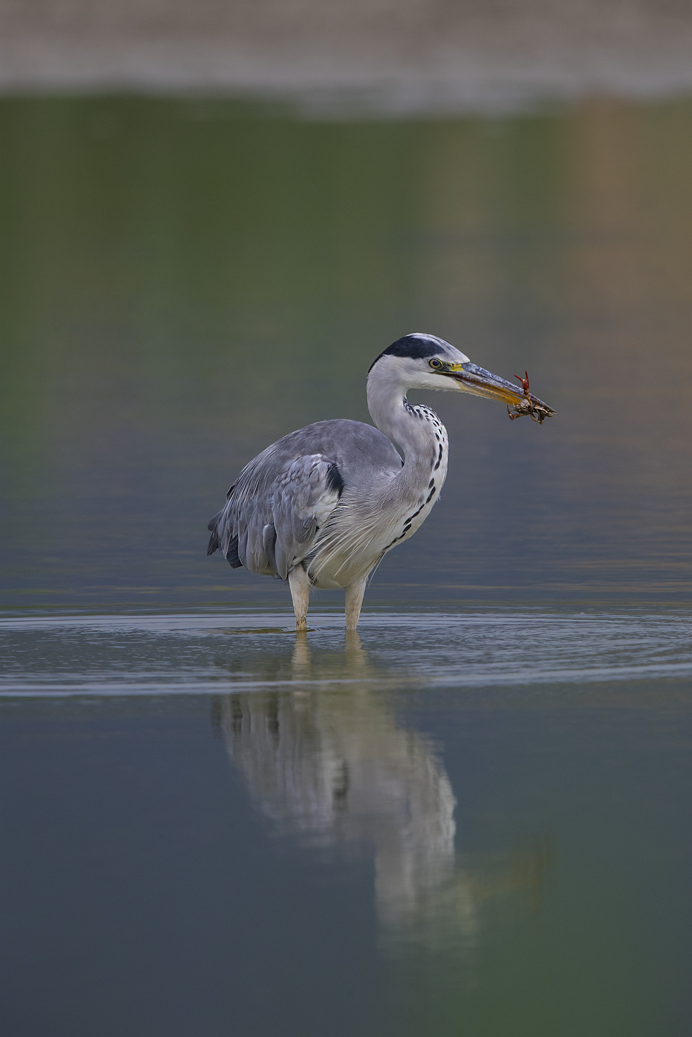 Airone cenerino con gambero