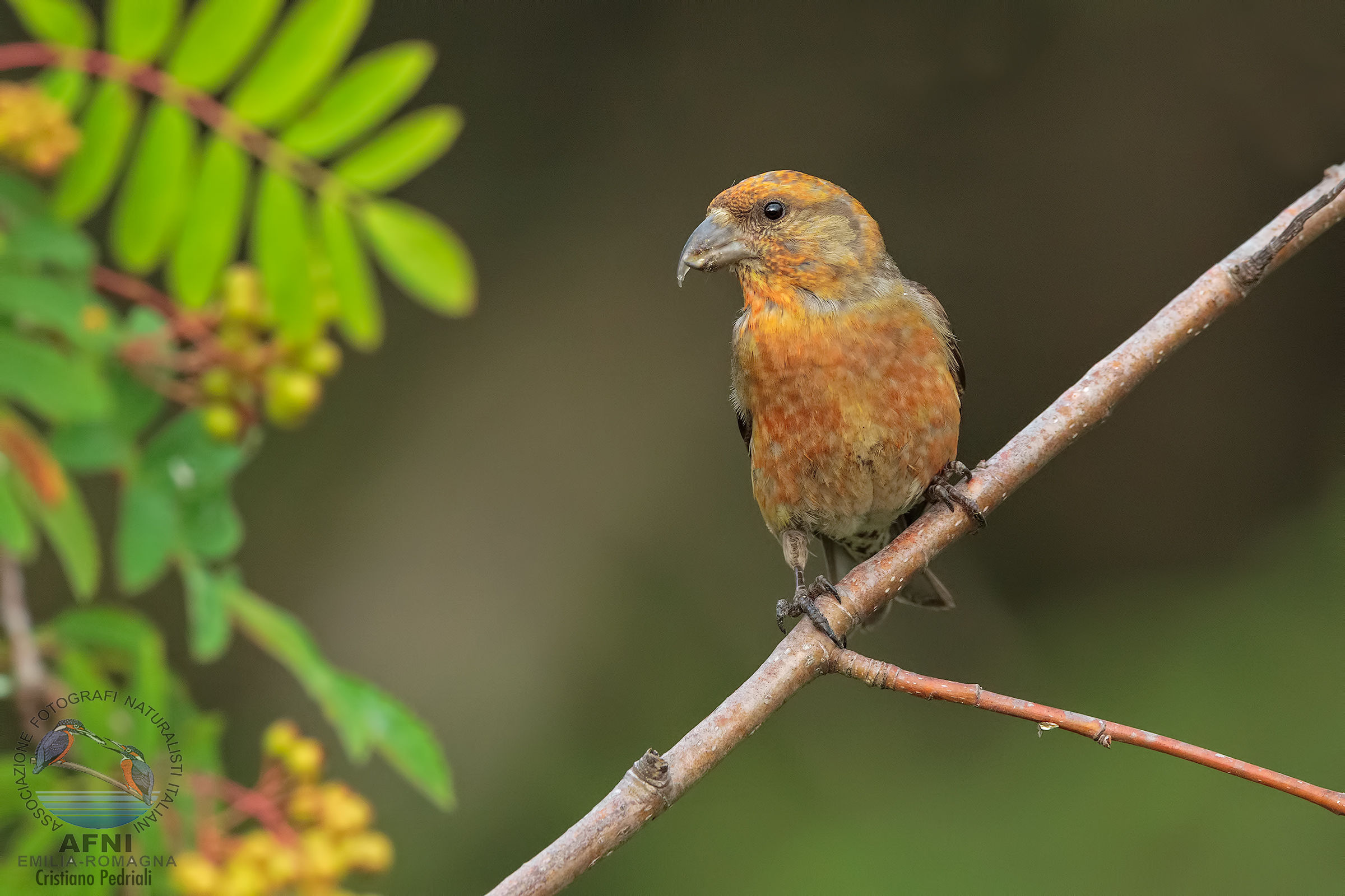 male cruises set on rowan