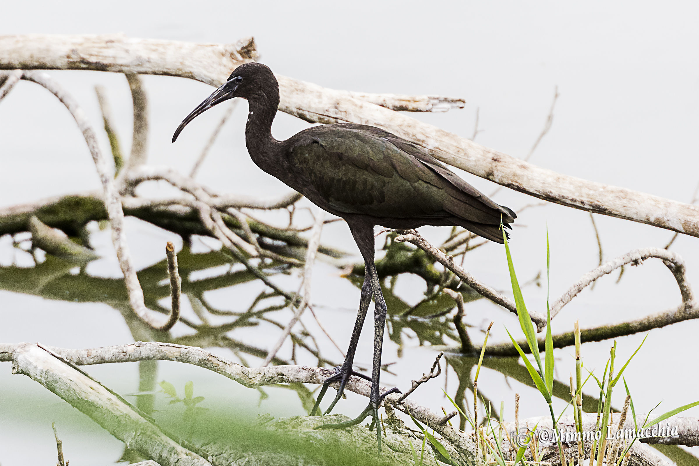 ibis glossy ibis