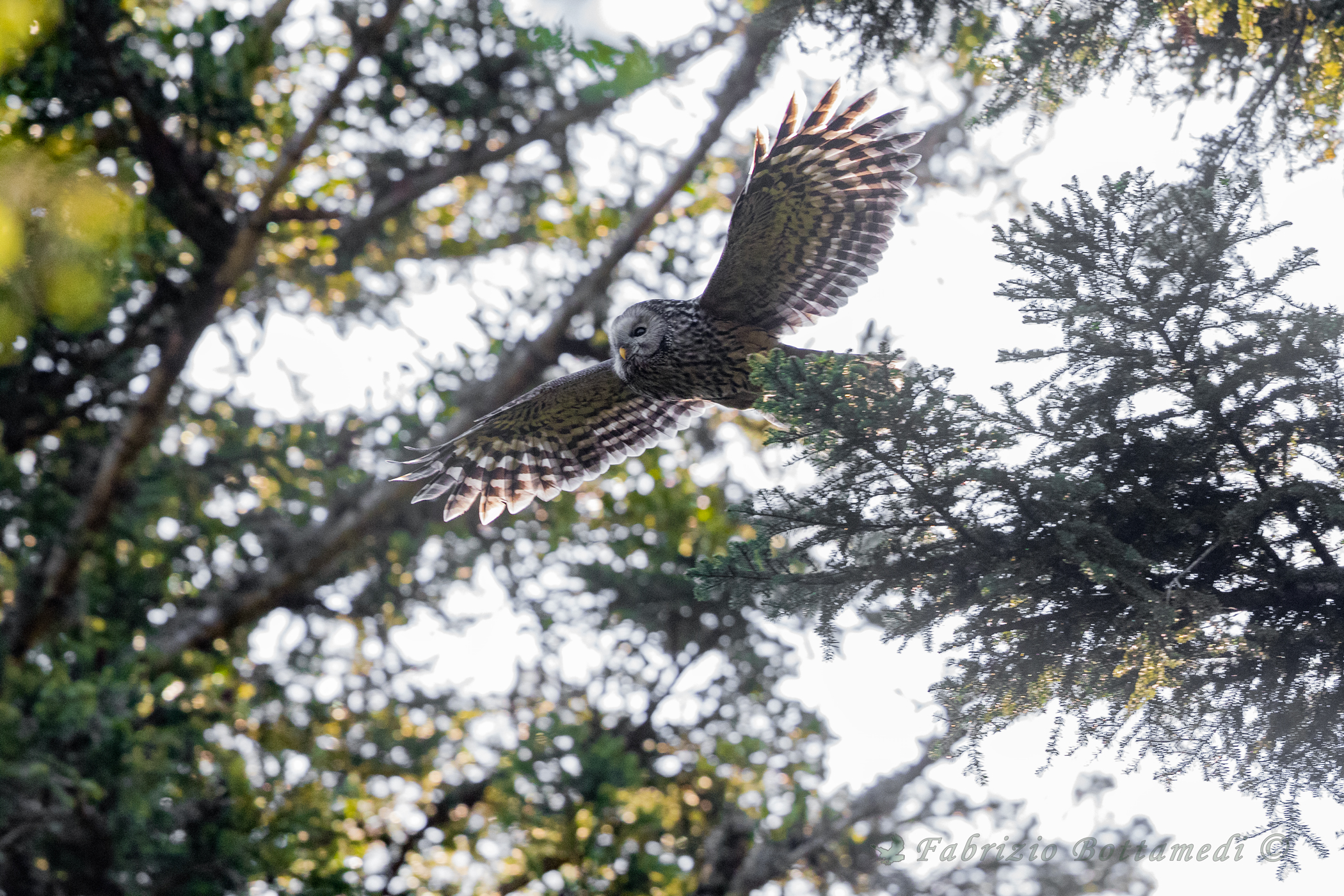 Ural owl