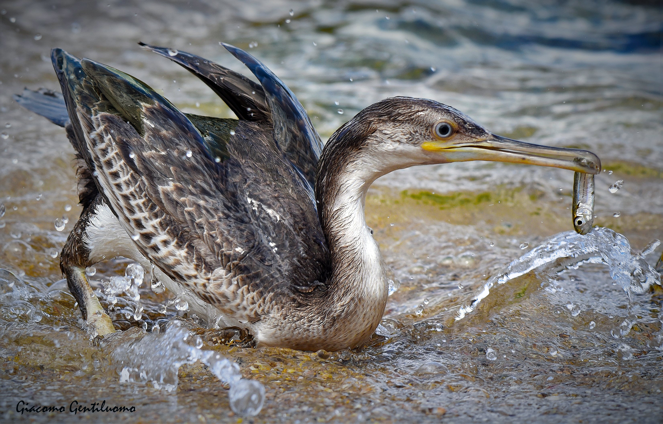 marangone dal ciuffo con pesciolino