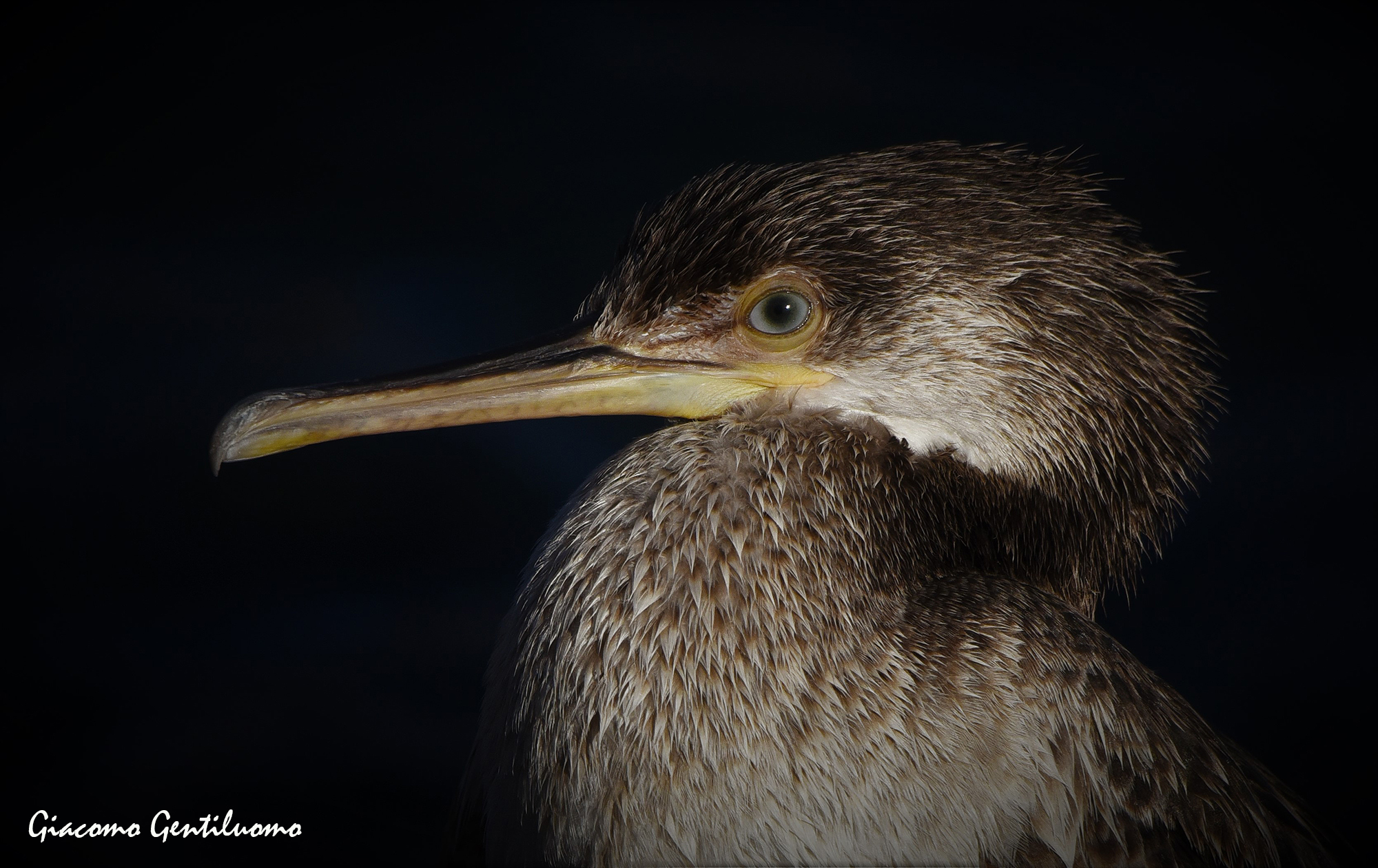 marangone dal ciuffo, ritratto