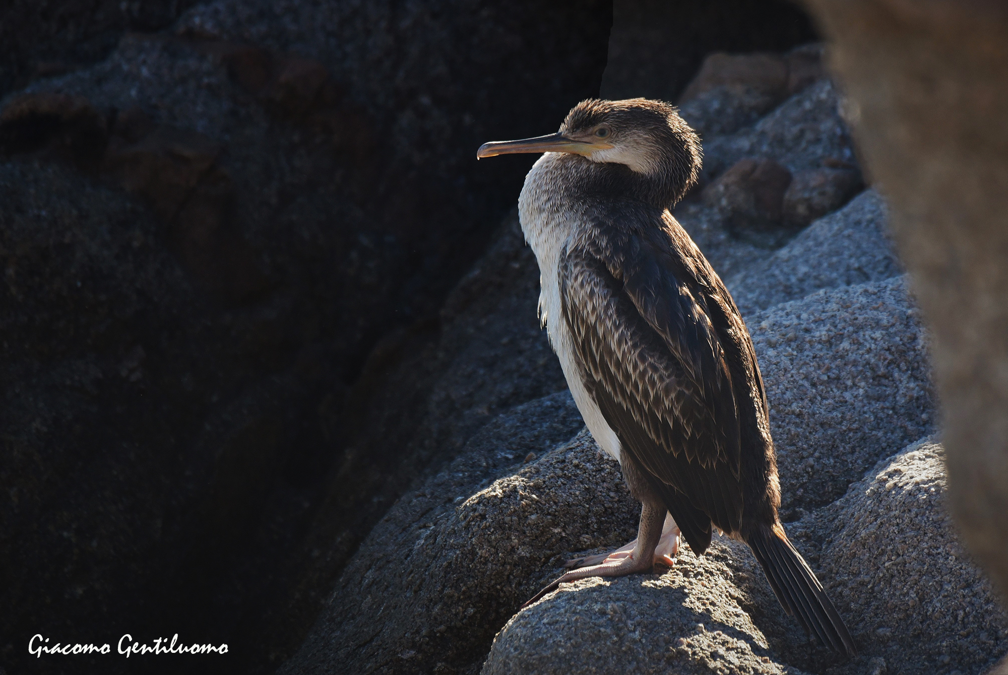 marangone dal ciuffo, posato