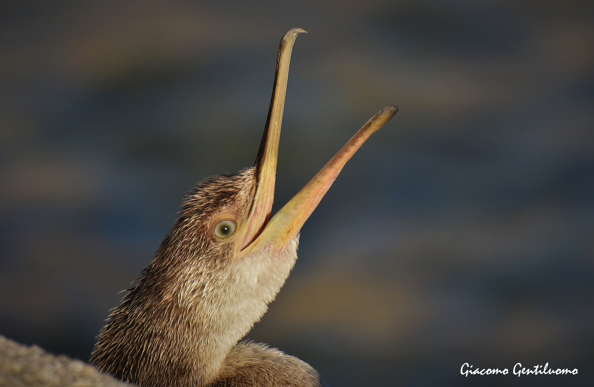 marangone dal ciuffo, canterino