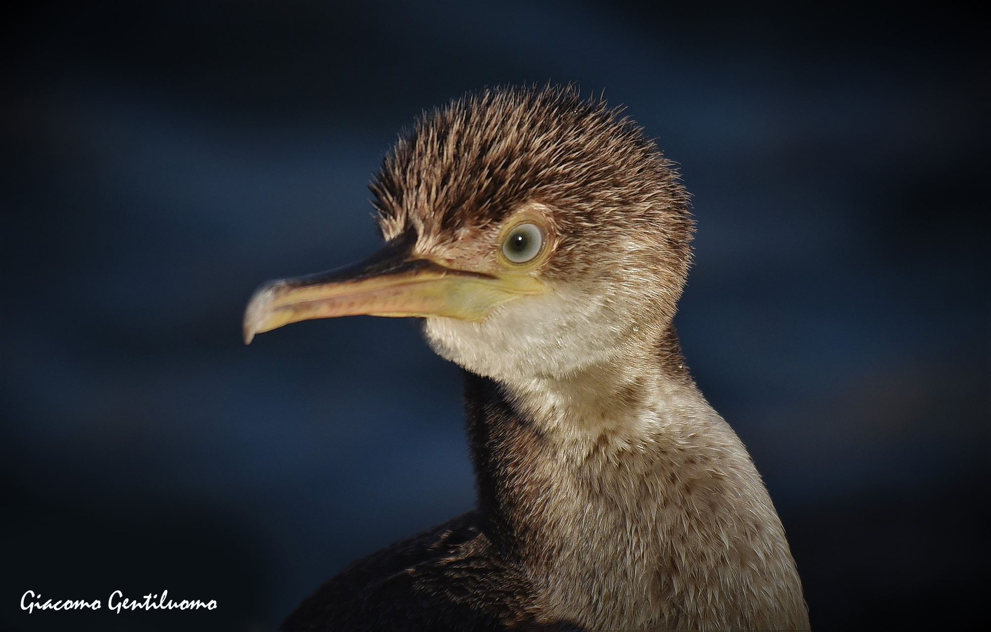 marangone dal ciuffo, bufa espressione