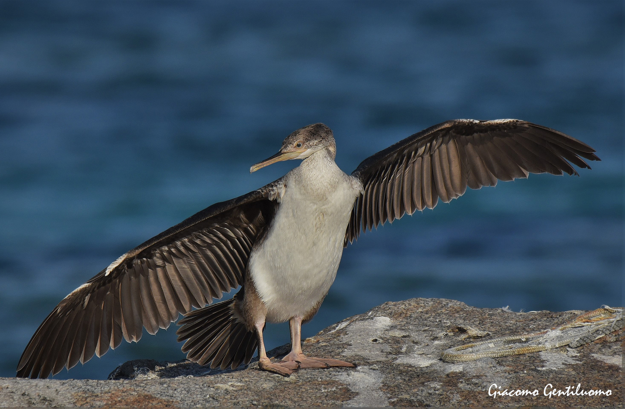 marangone dal ciuffo, l'asciugatura