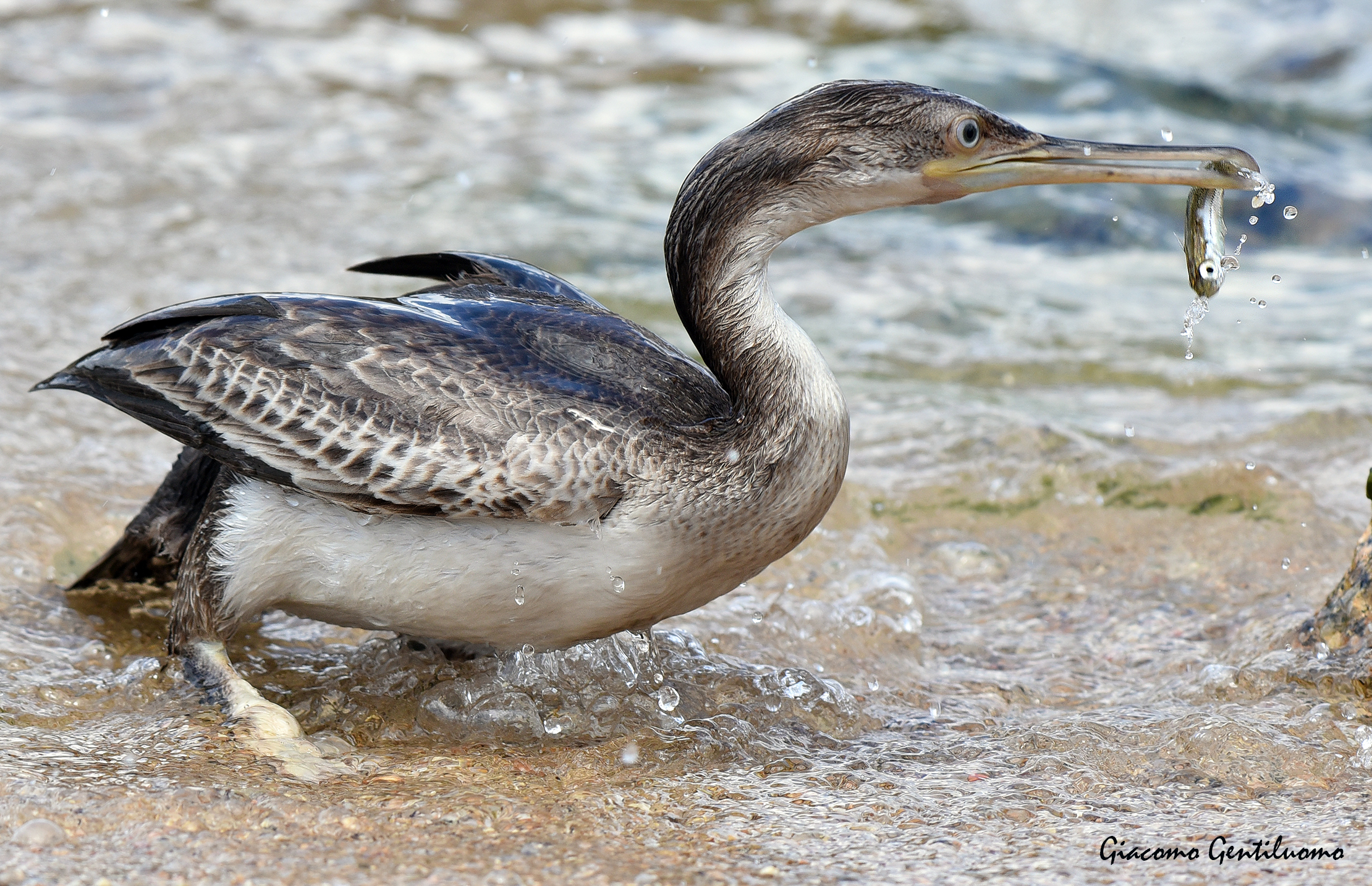 marangone dal ciuffo e pesciolino 2