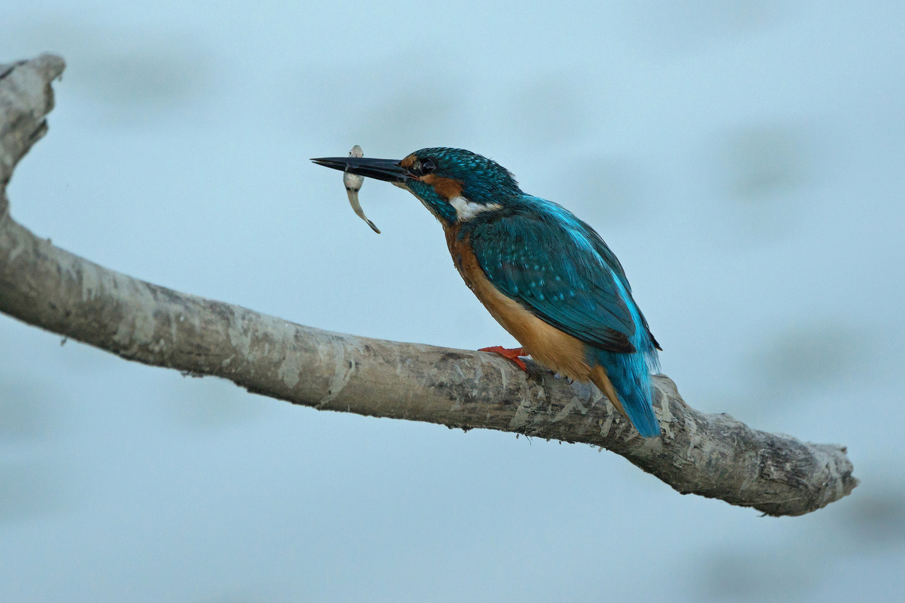 Martino con bocconcino
