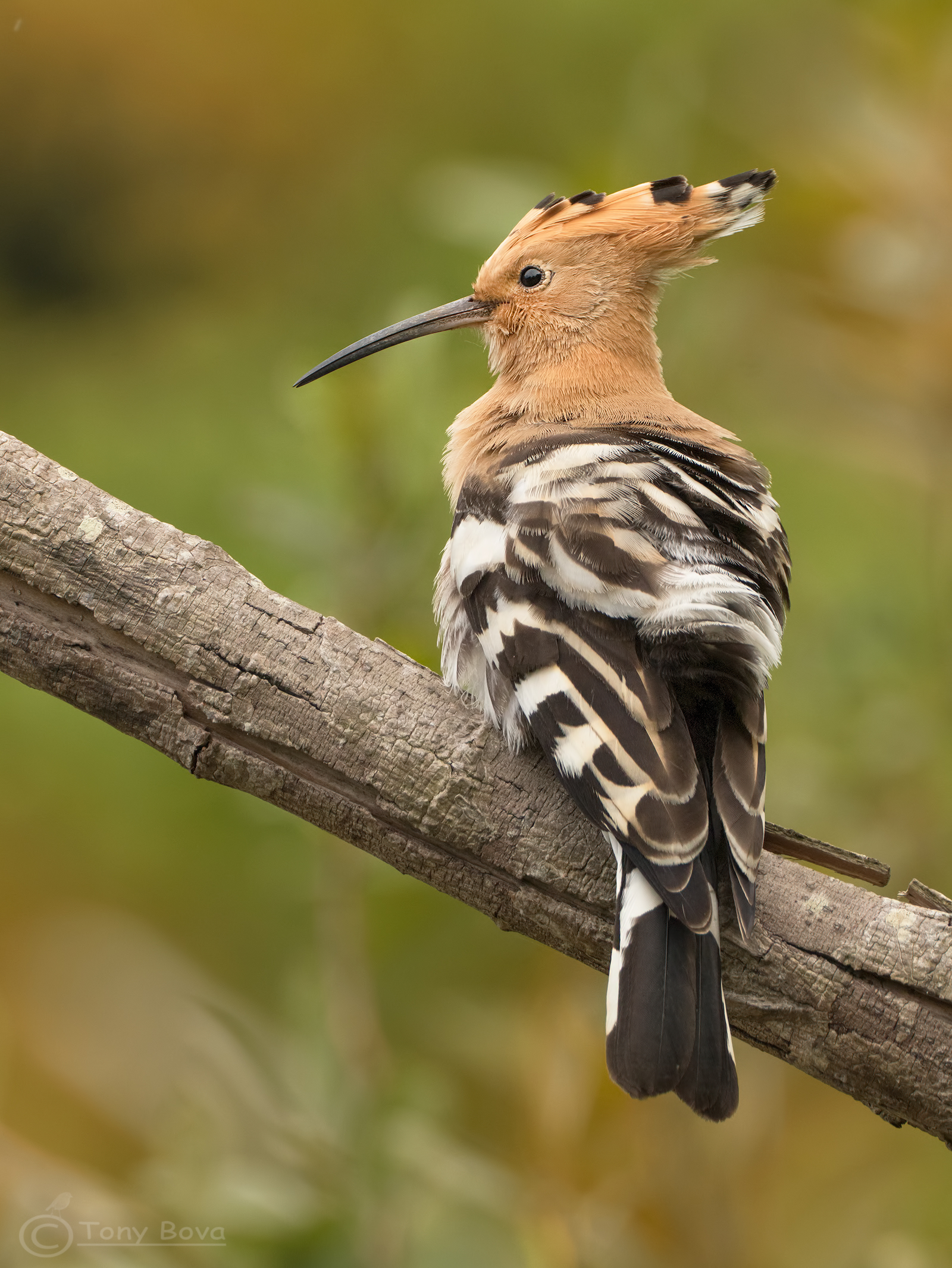 A simple hoopoe