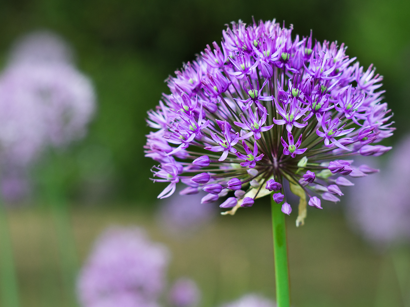 The color of intimacy