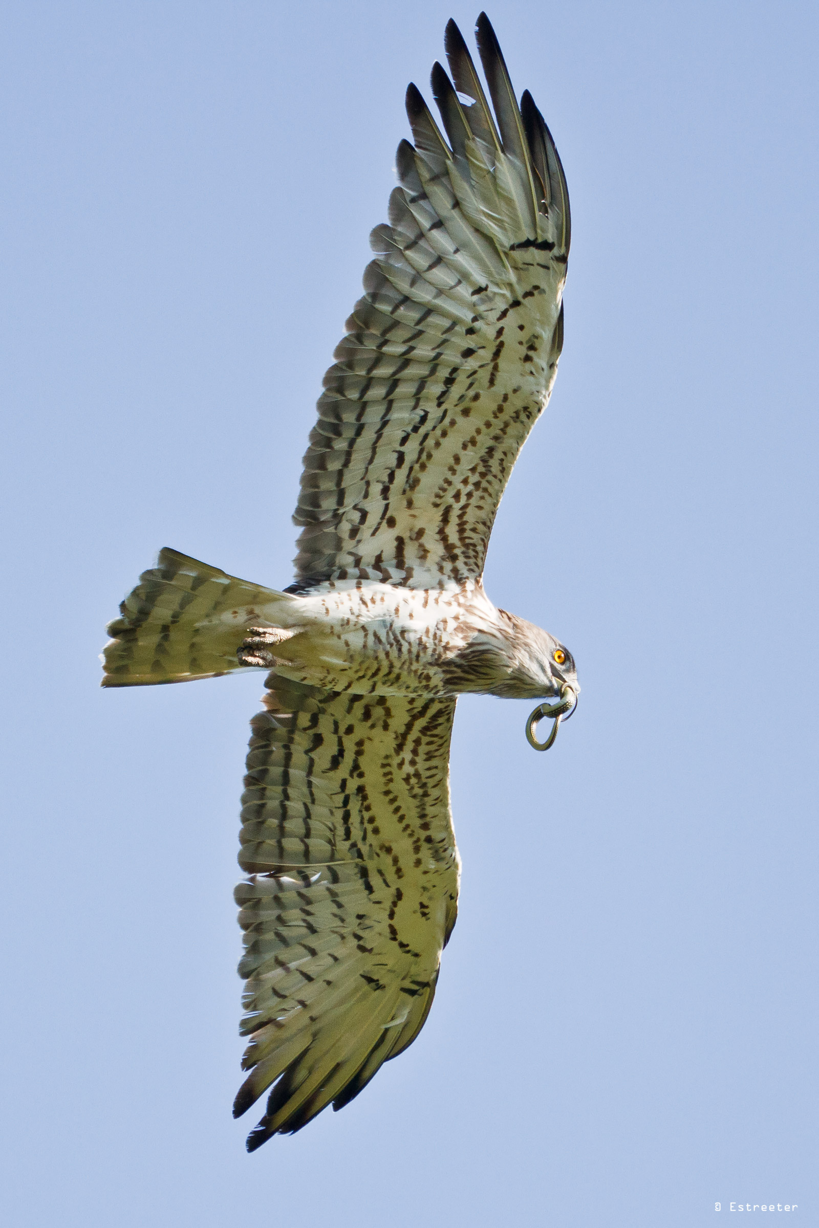 Harrier with prey