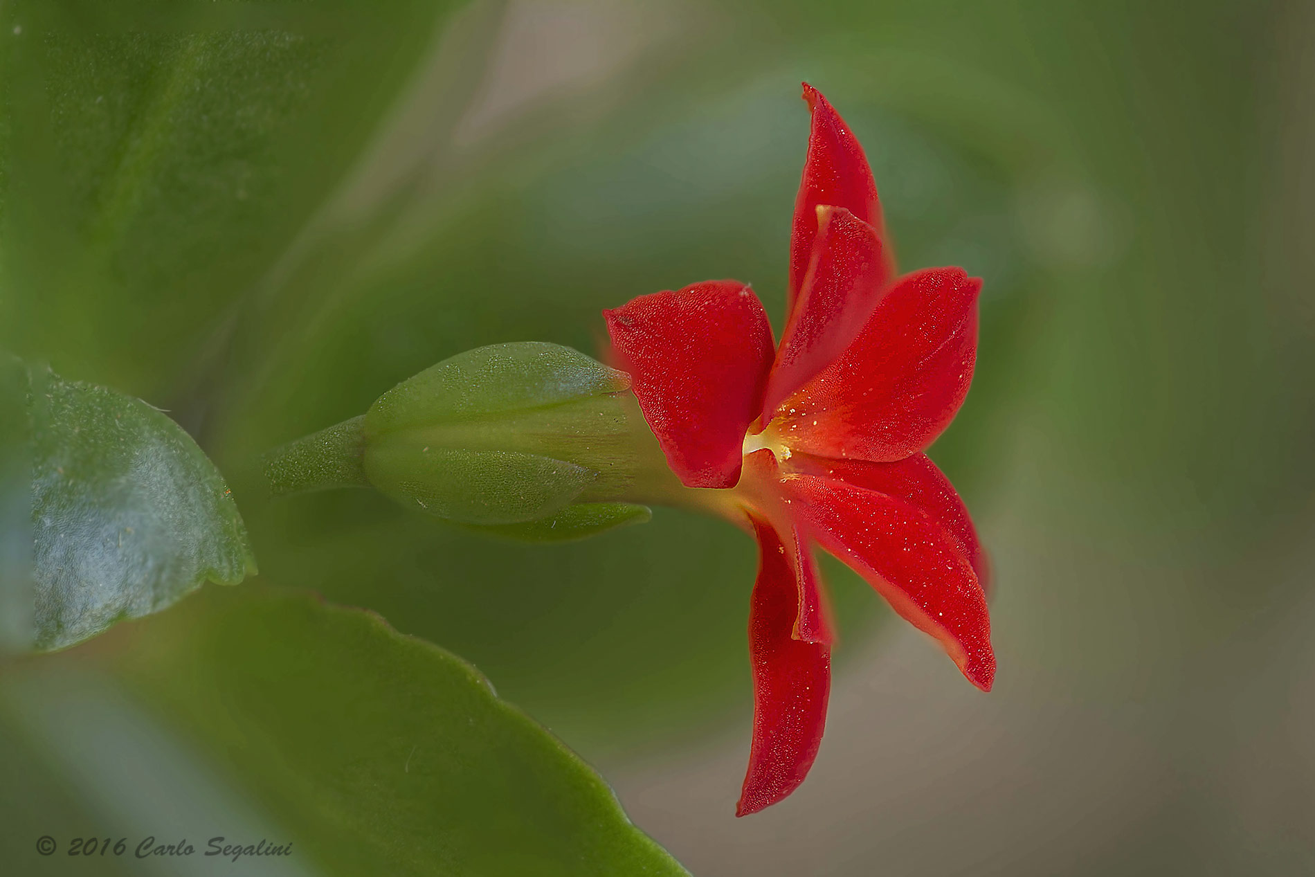 Focus stacking 22 shots