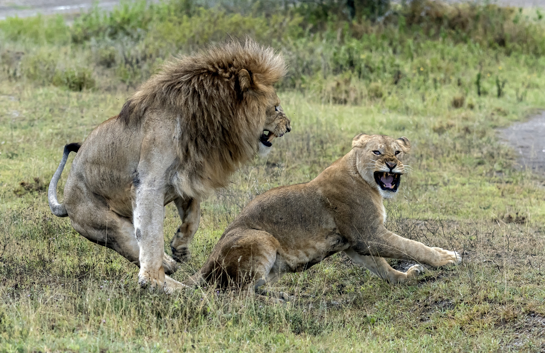 Tanzania 2016 - Coppia nervosa