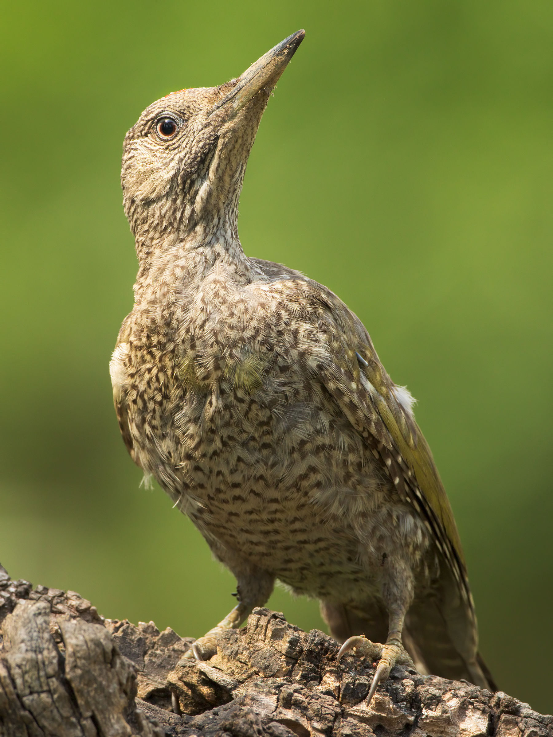 picus viridis juv