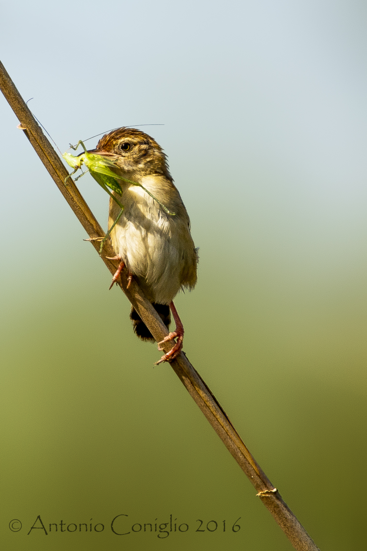 Beccamoschino with prey