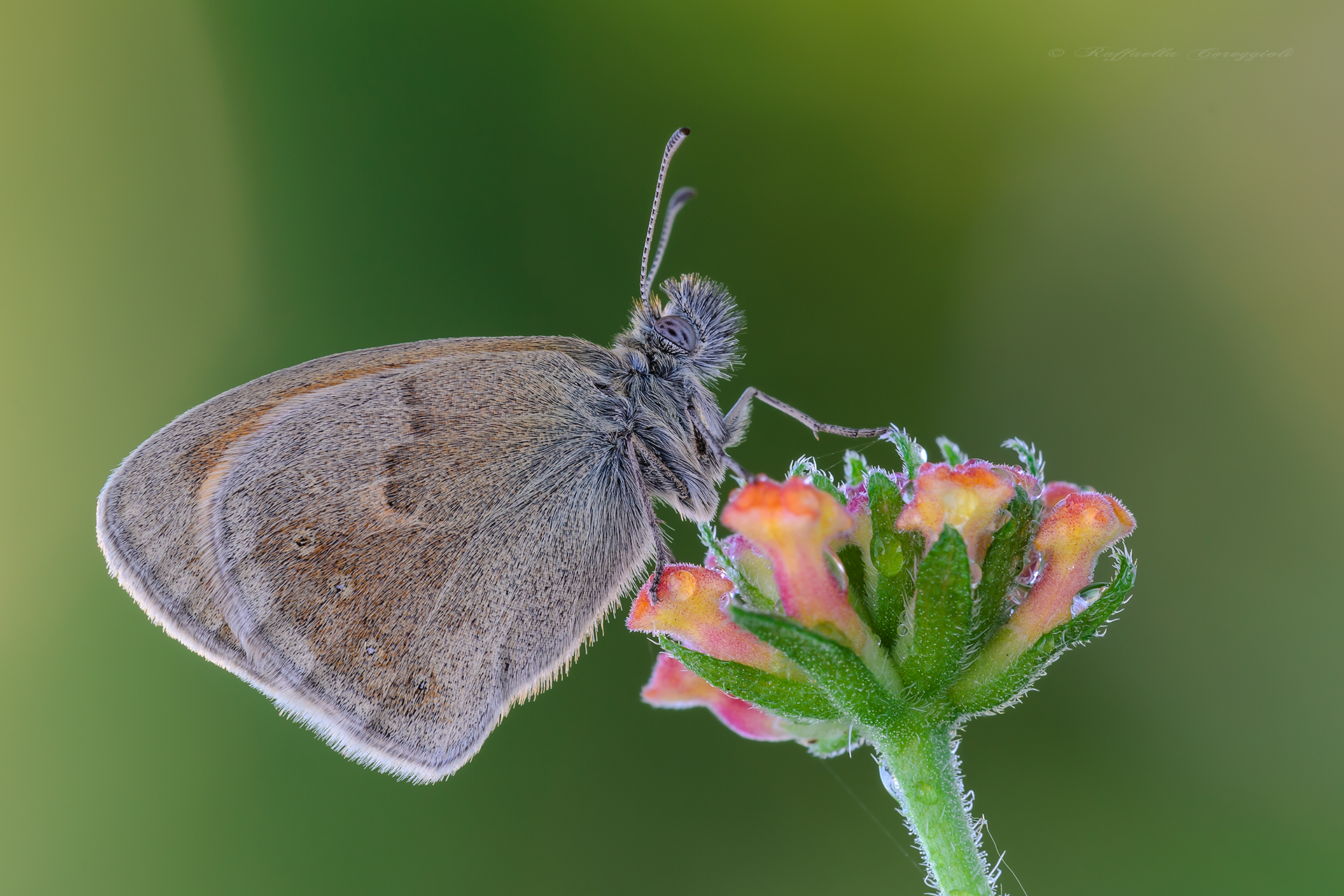 Coenonympha pamphilus