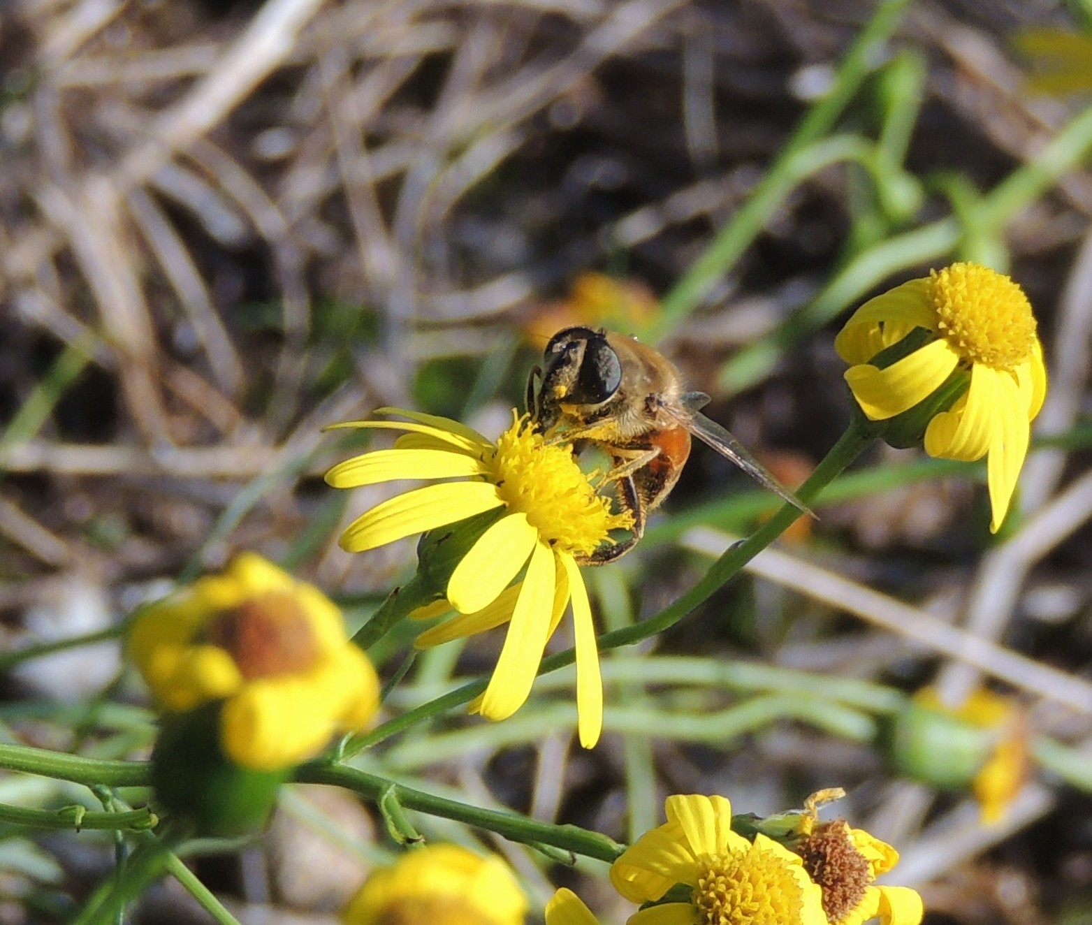 just a yellow flower