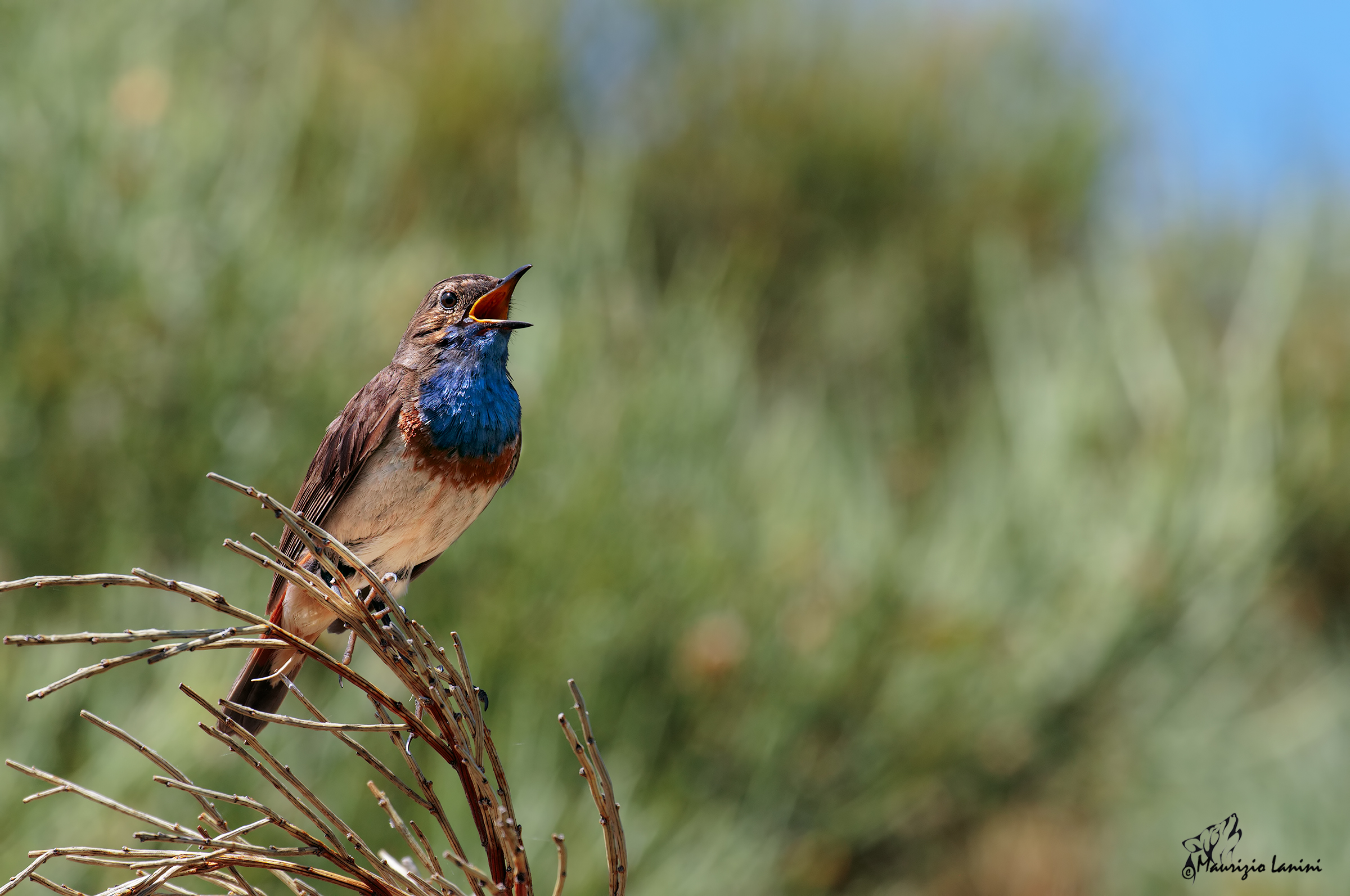 Bluethroat in hand