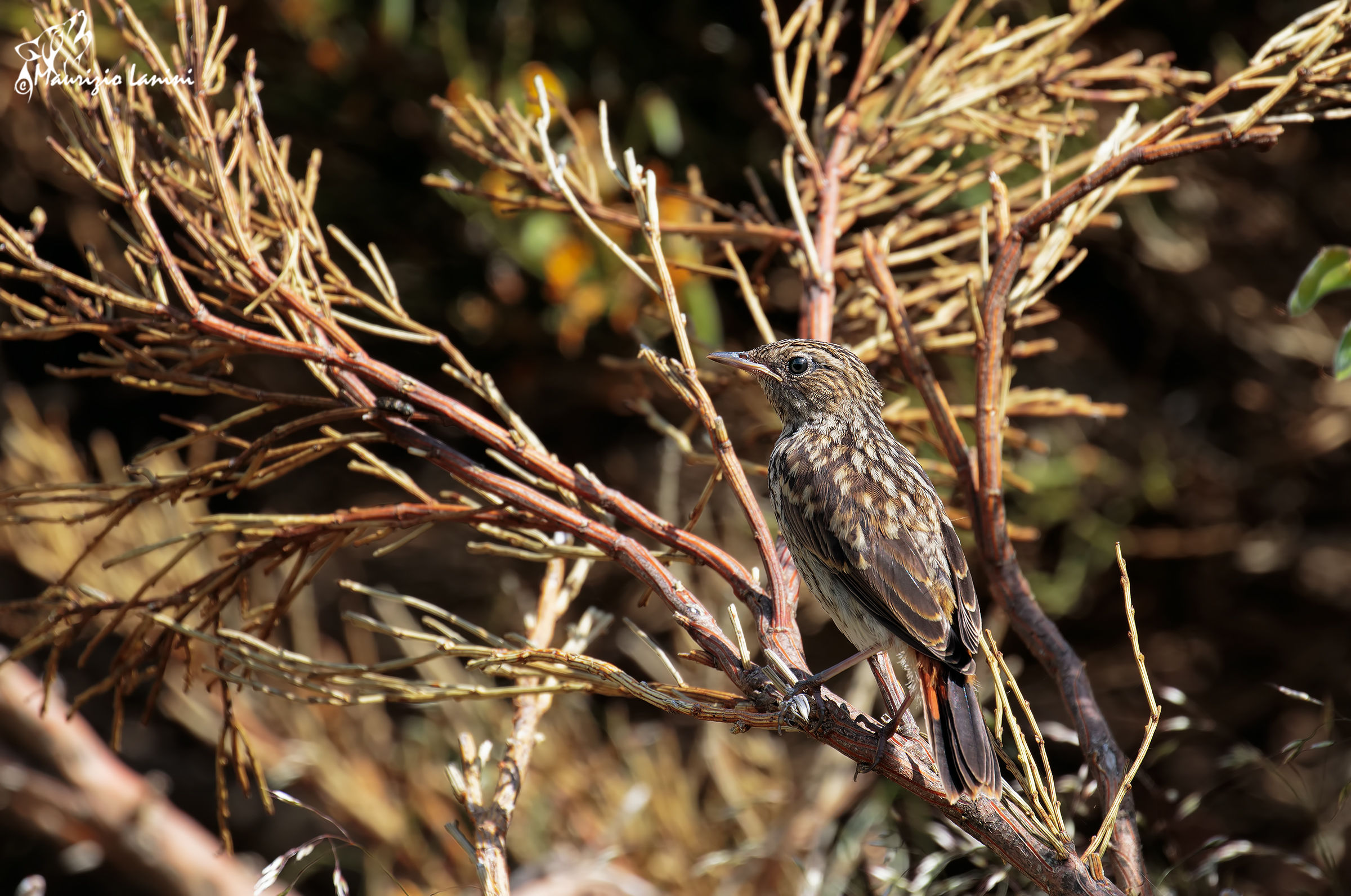 Young pullo of bluethroat