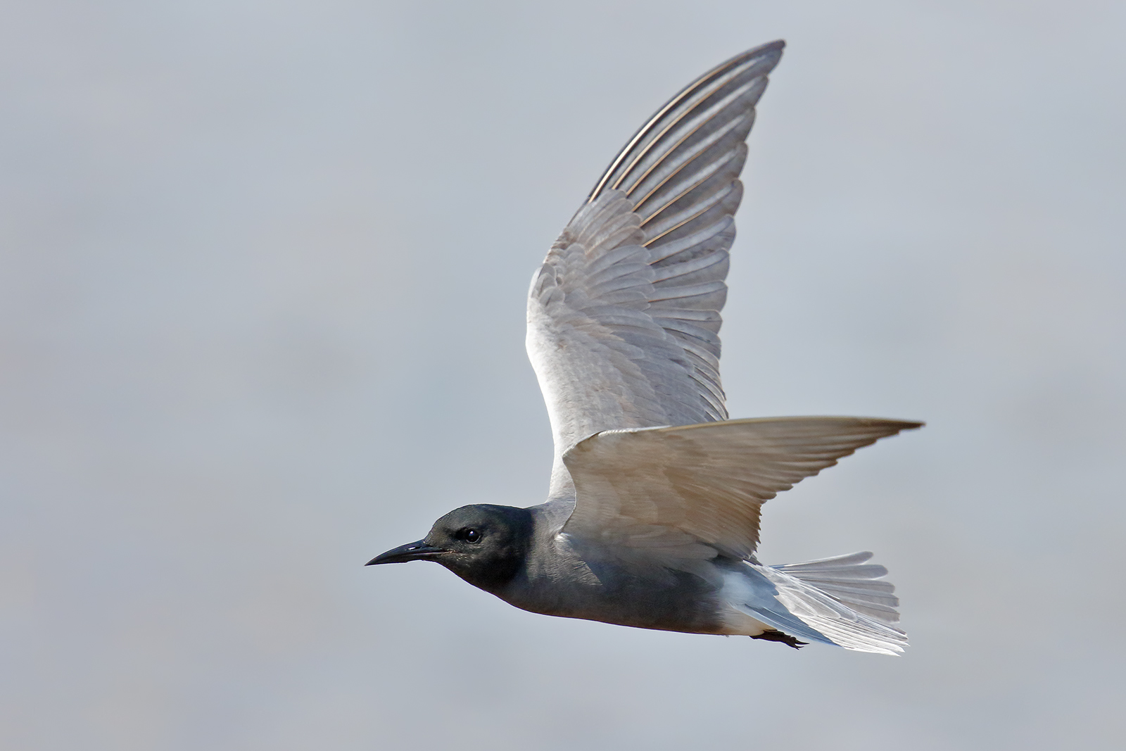 common Tern
