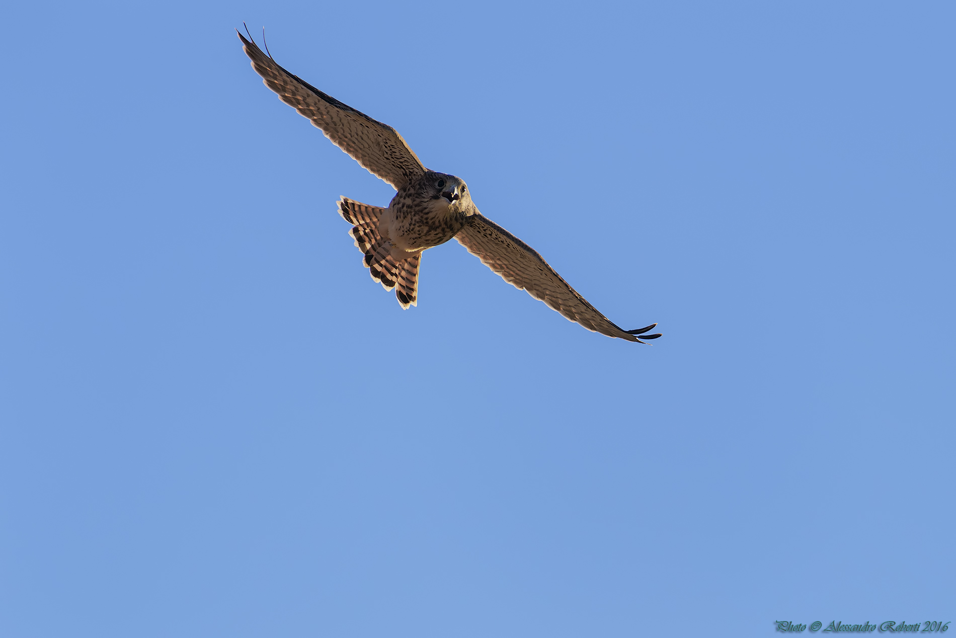 Kestrel