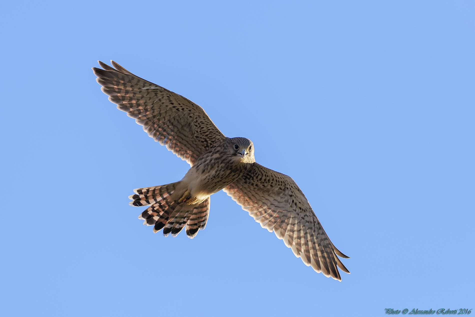 Kestrel