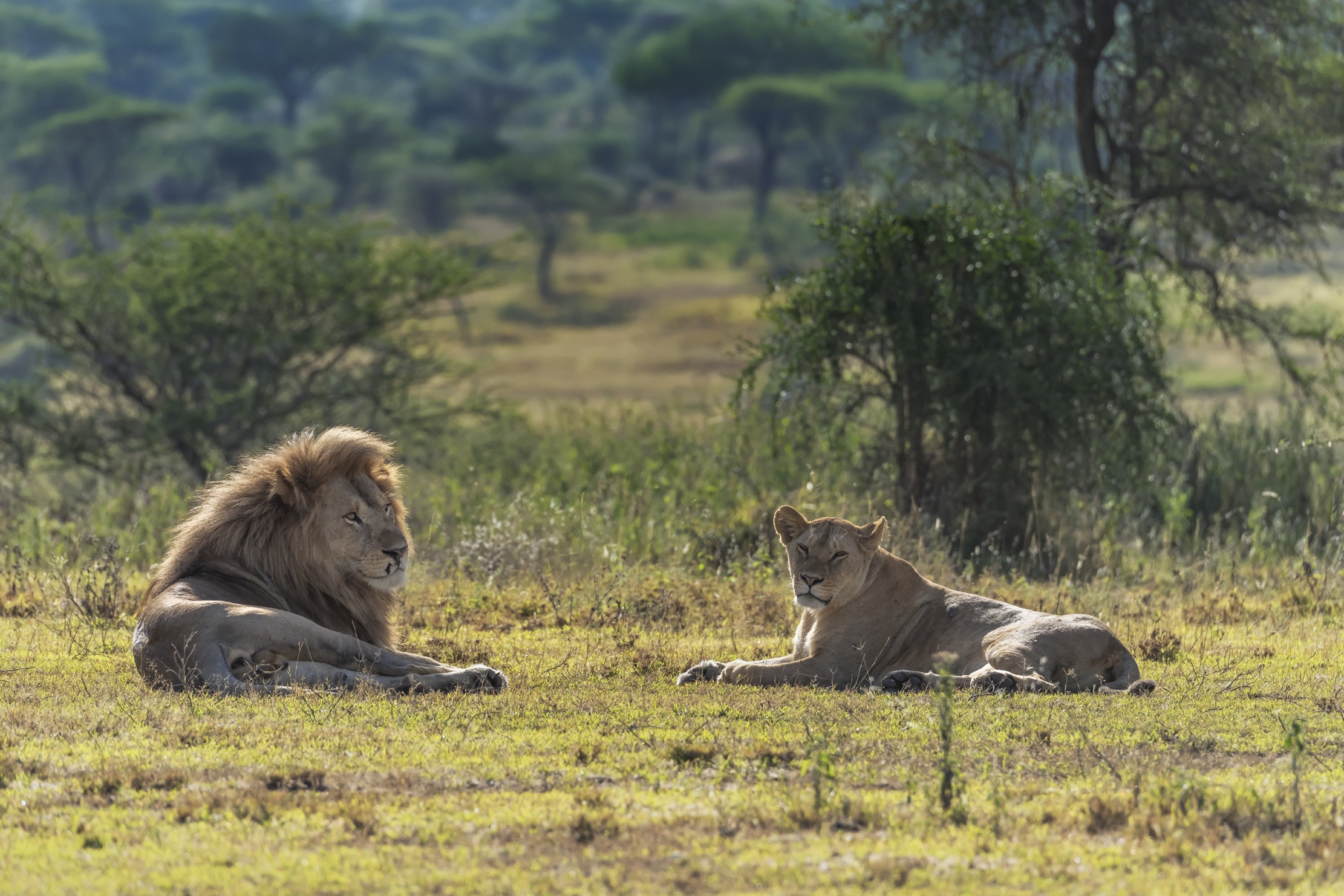 Tanzania 2016 - La Coppia