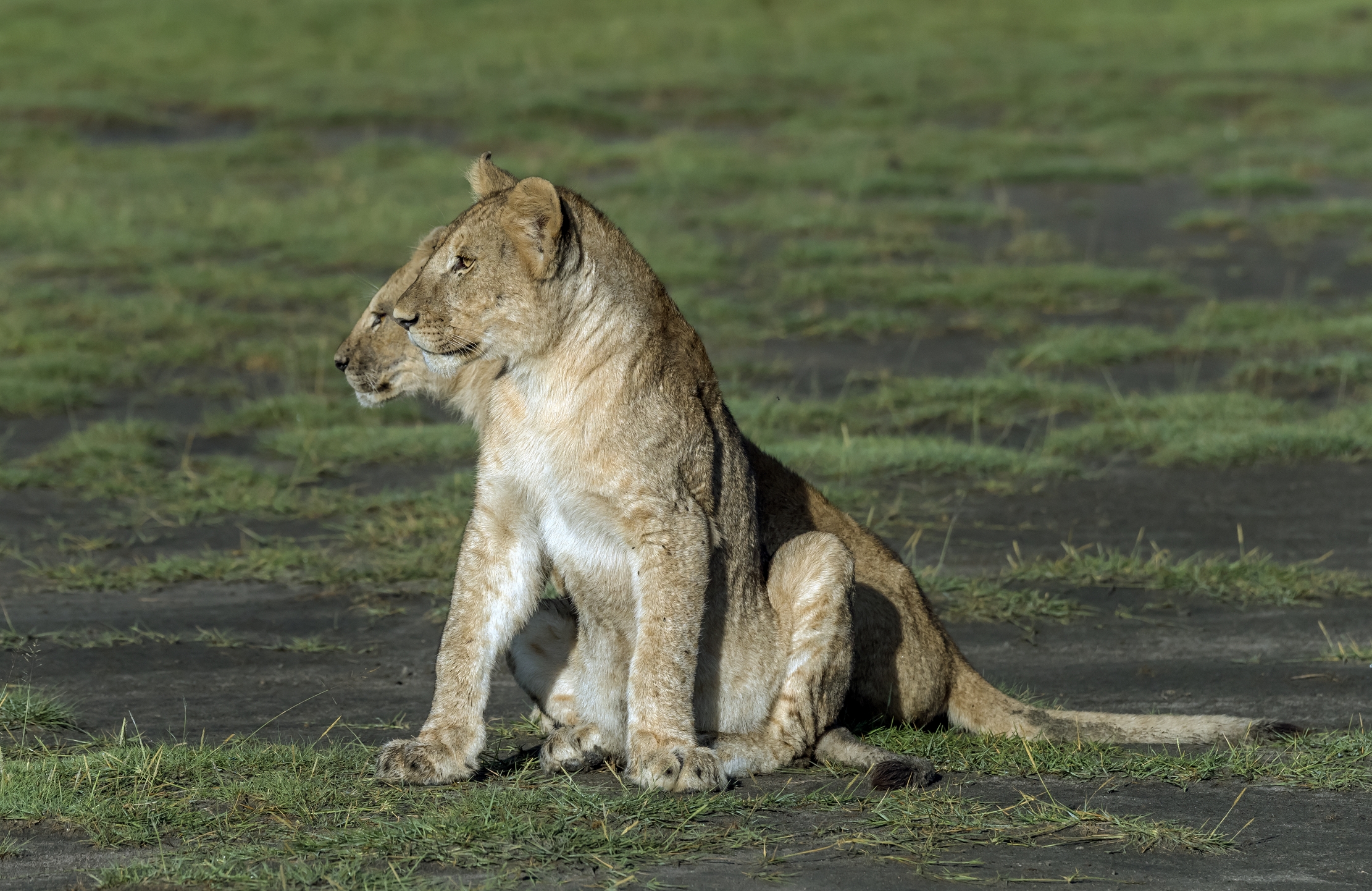 Tanzania 2016 - Cuccioli