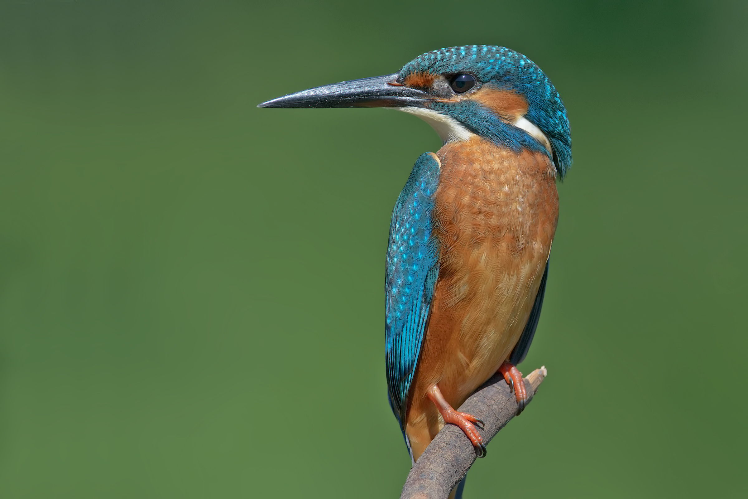 control of the territory ...