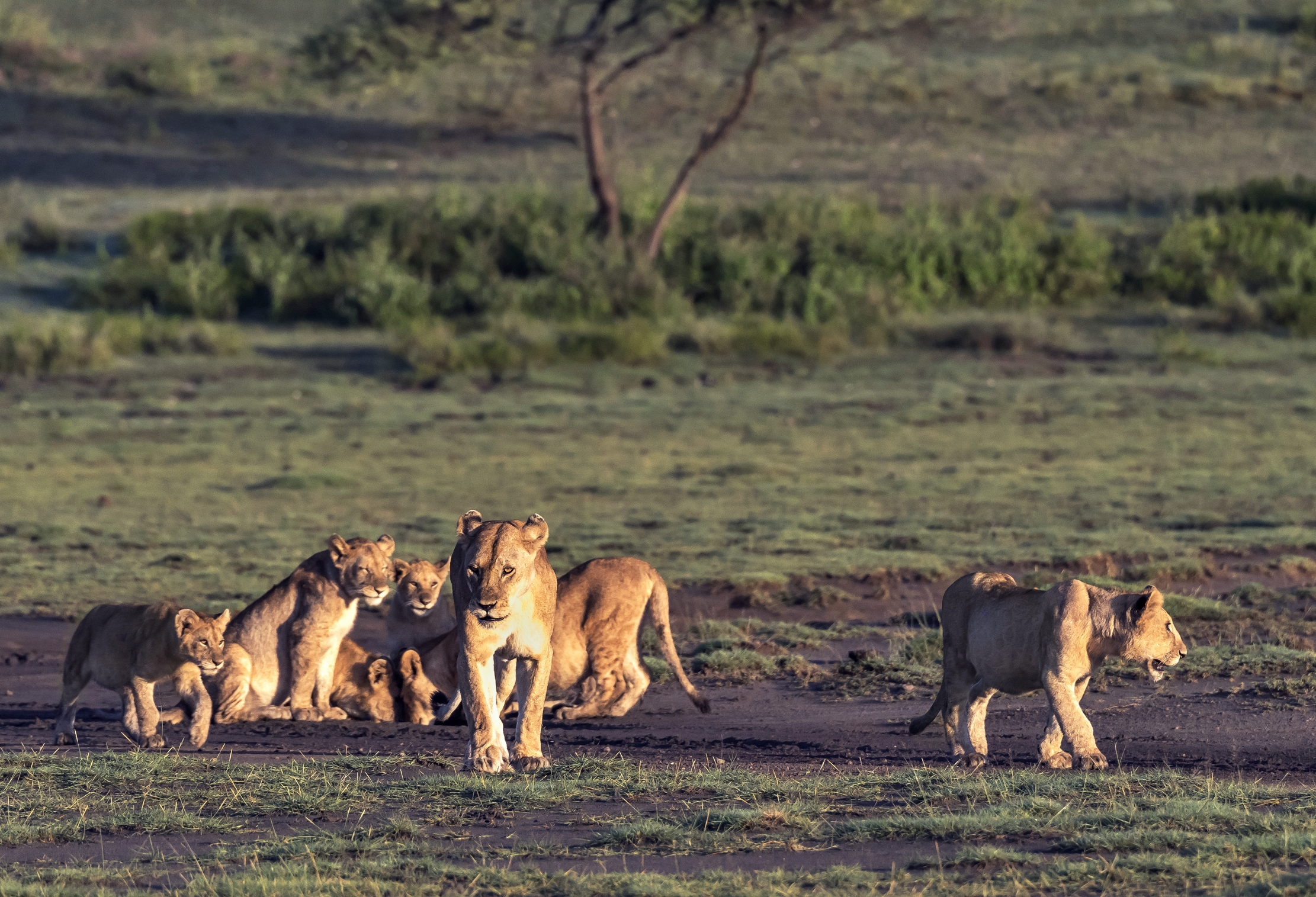 Tanzania 2016 - Ndutu area