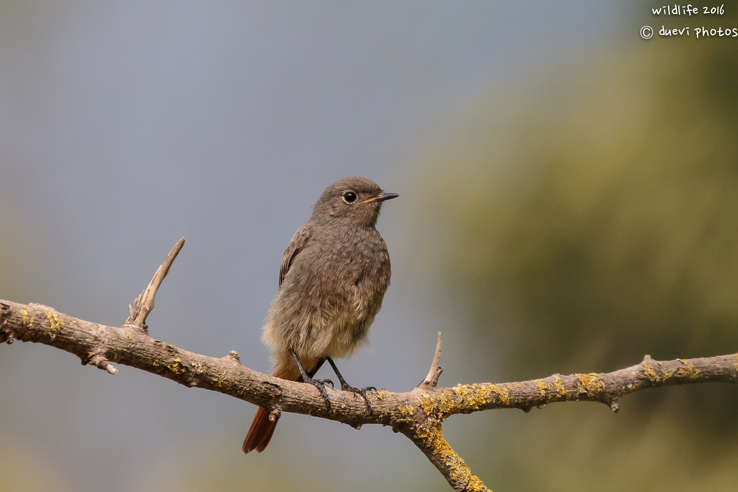 Primi scatti con 100-400 serie II