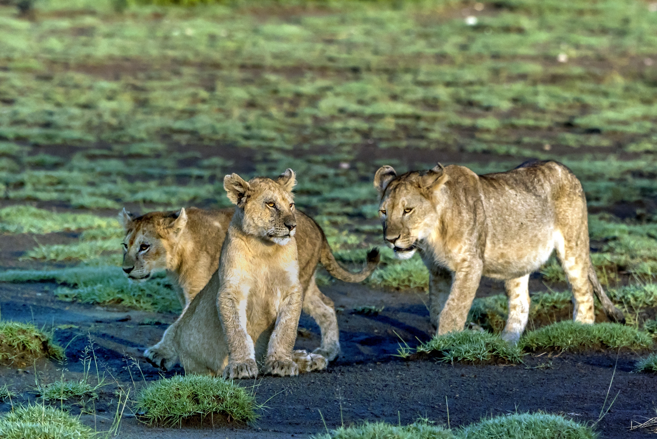 Tanzania 2016 - Cuccioli