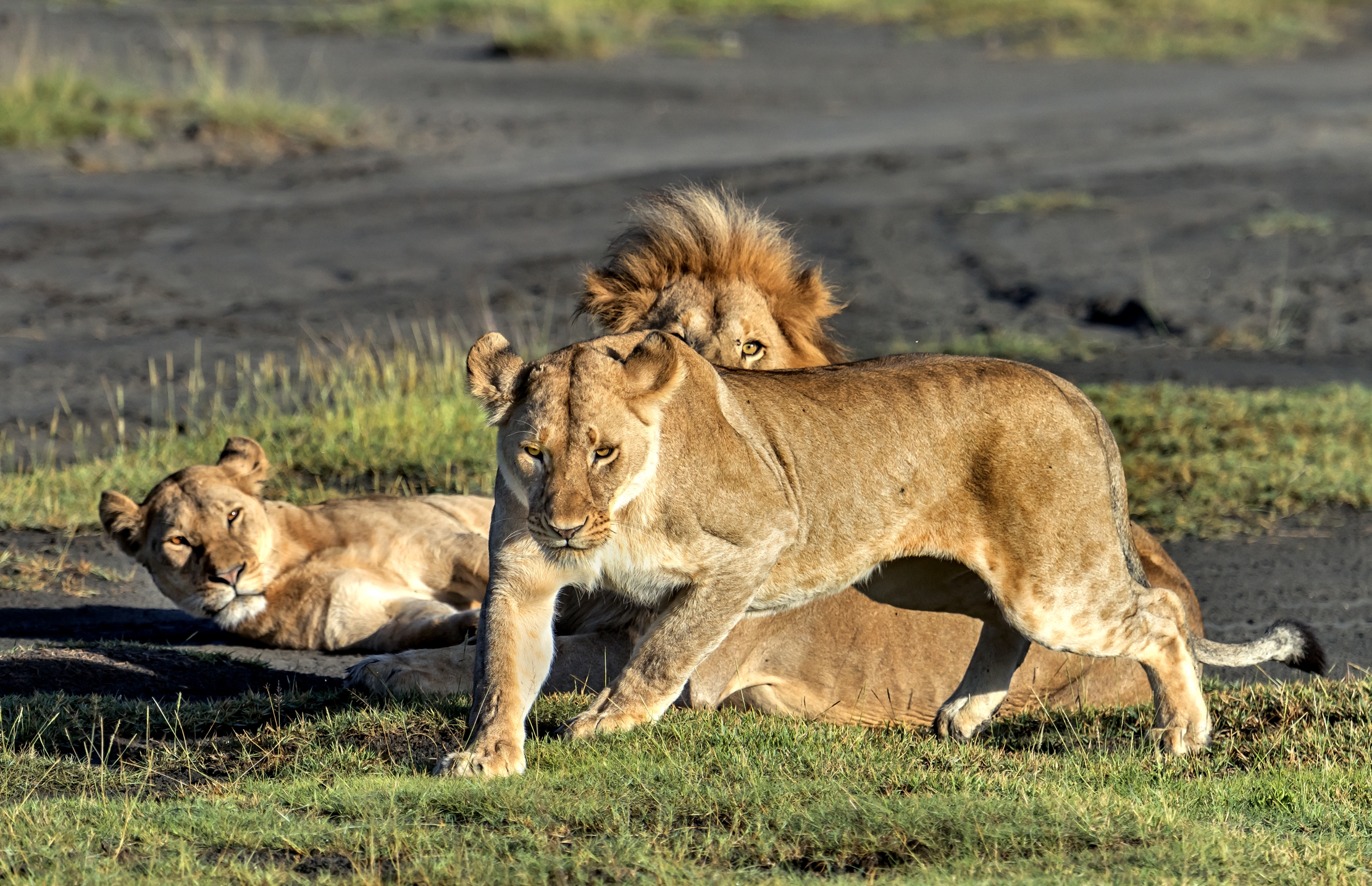 Tanzania 2016 - Il triangolo