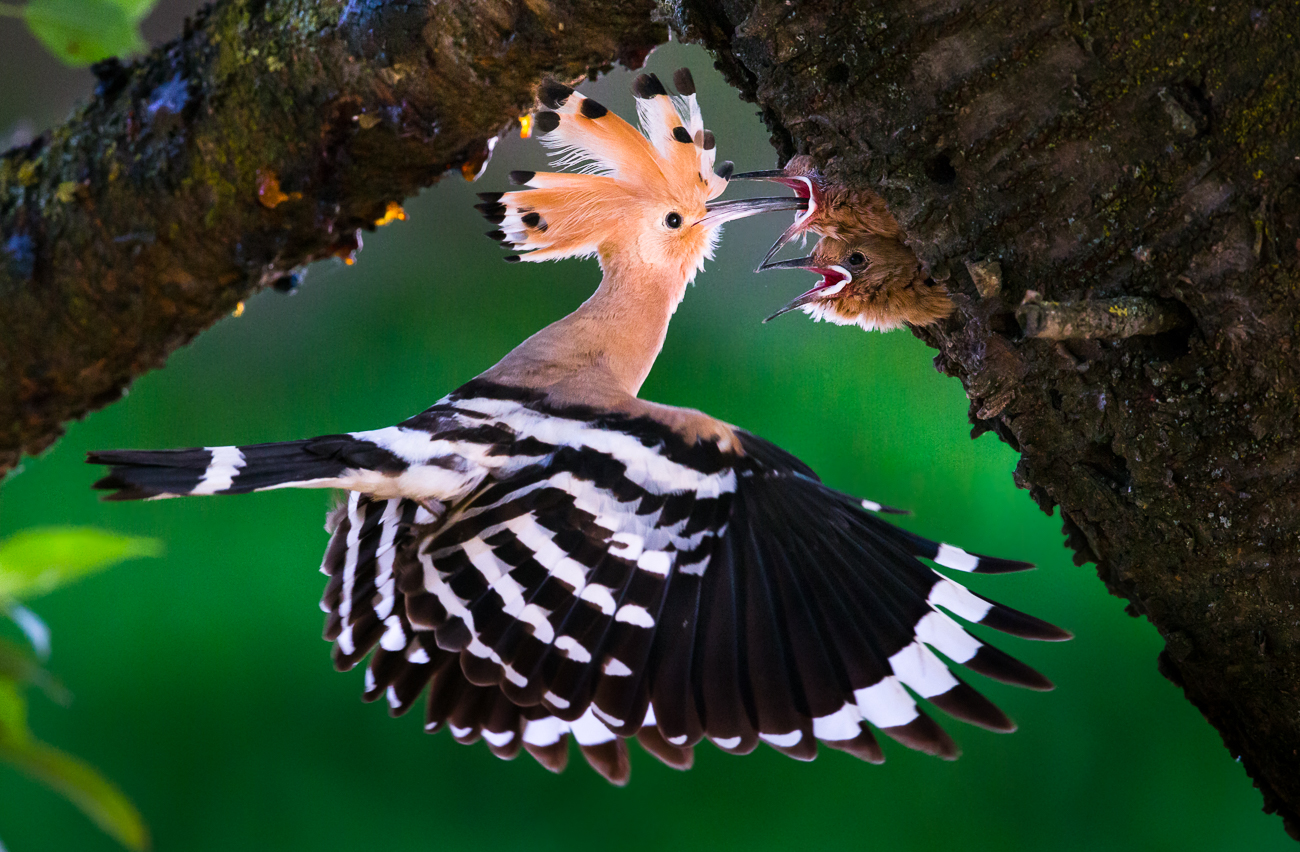 upupa nelle ultime luci della sera