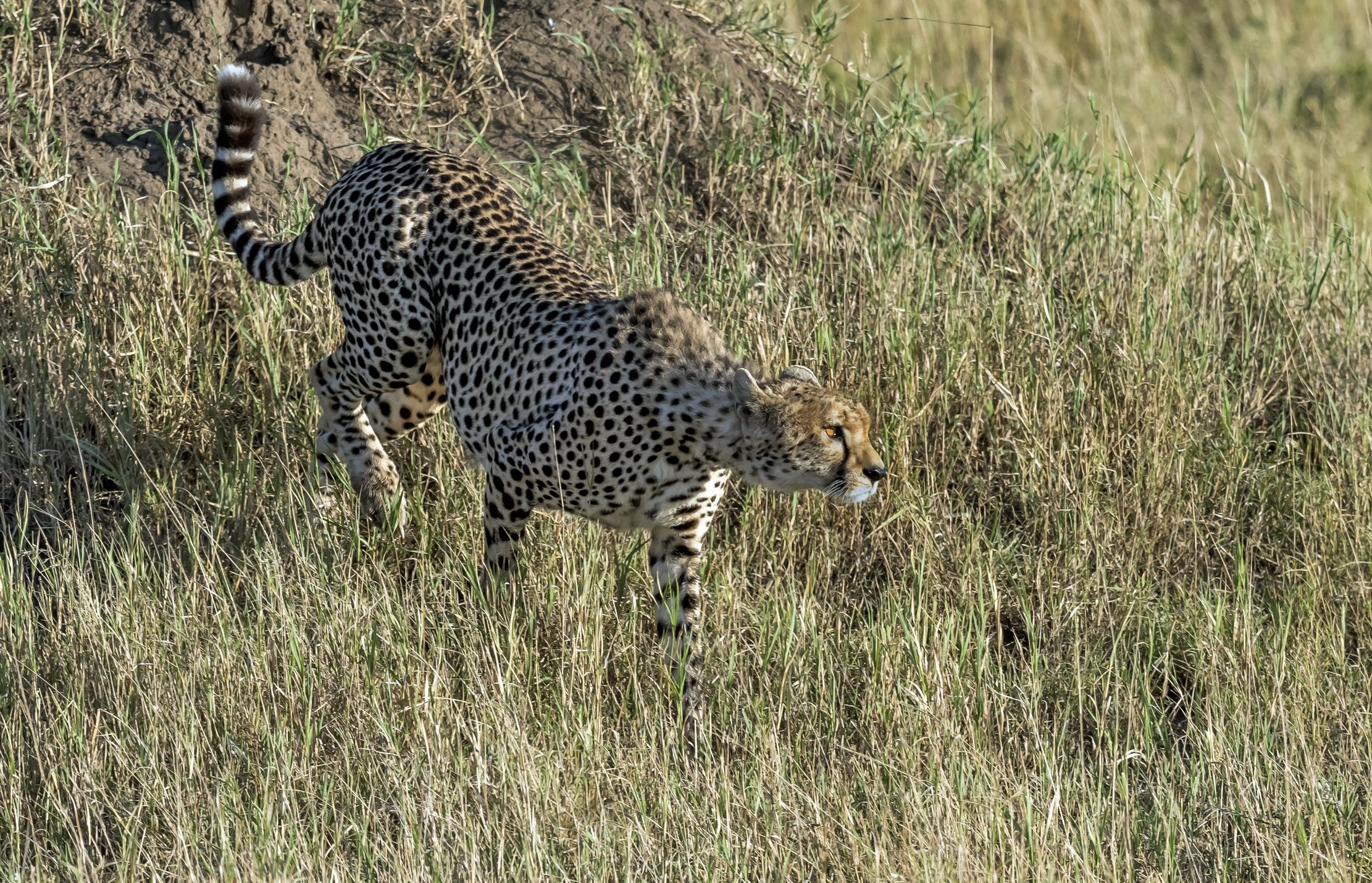 Tanzania 2016 - Cheetah