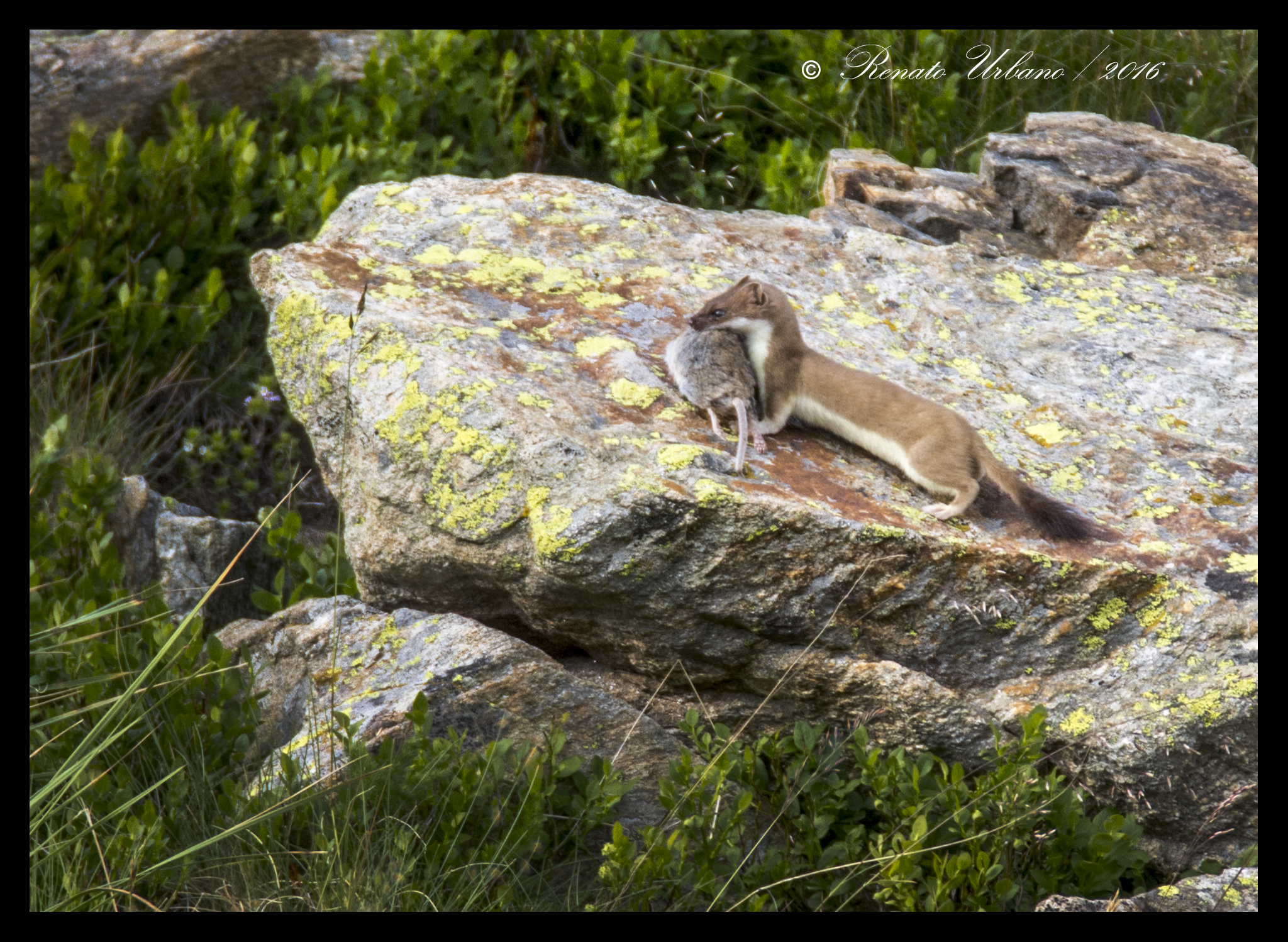 Ermine with prey