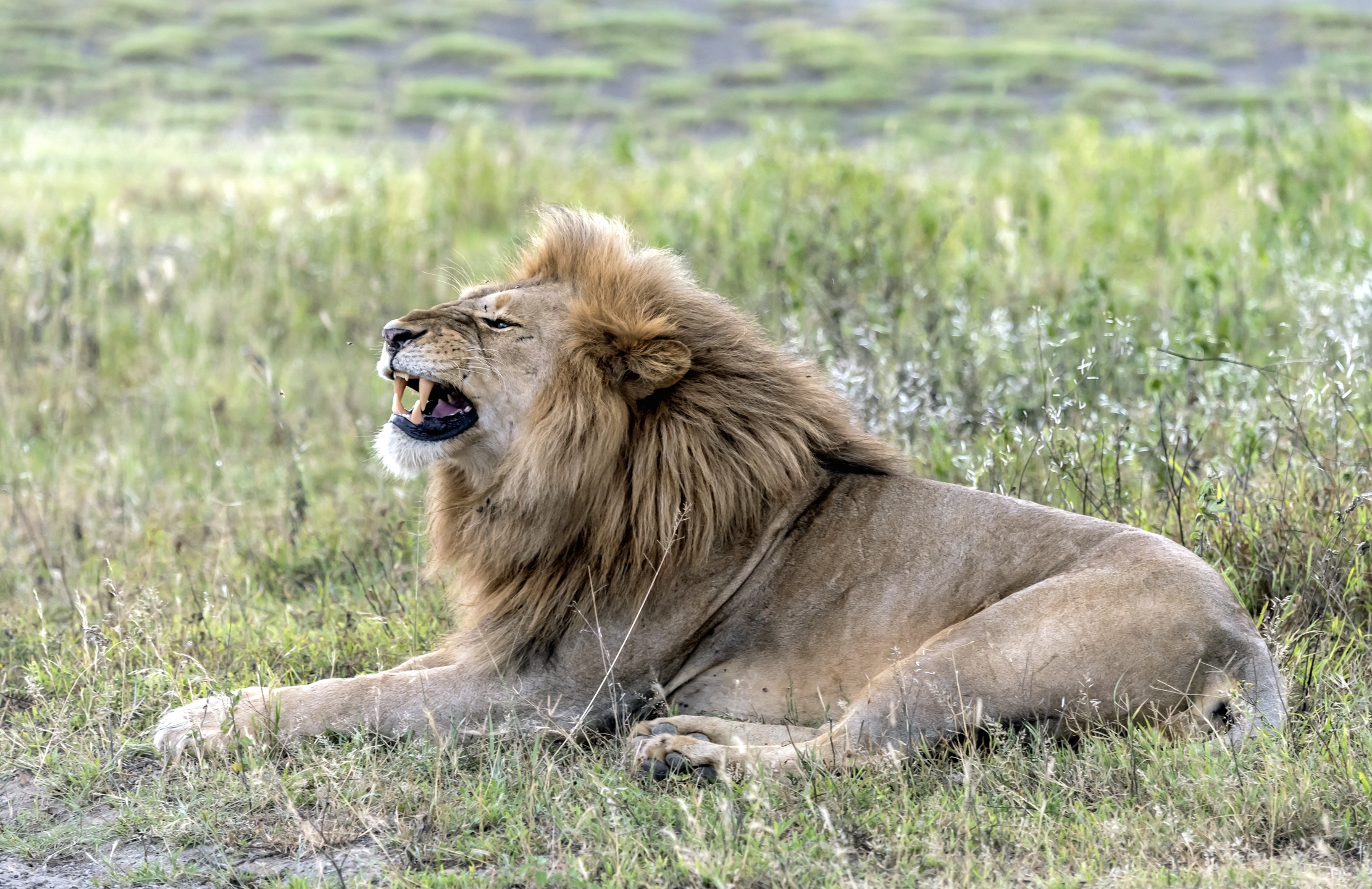 Tanzania 2016 - Ringhio