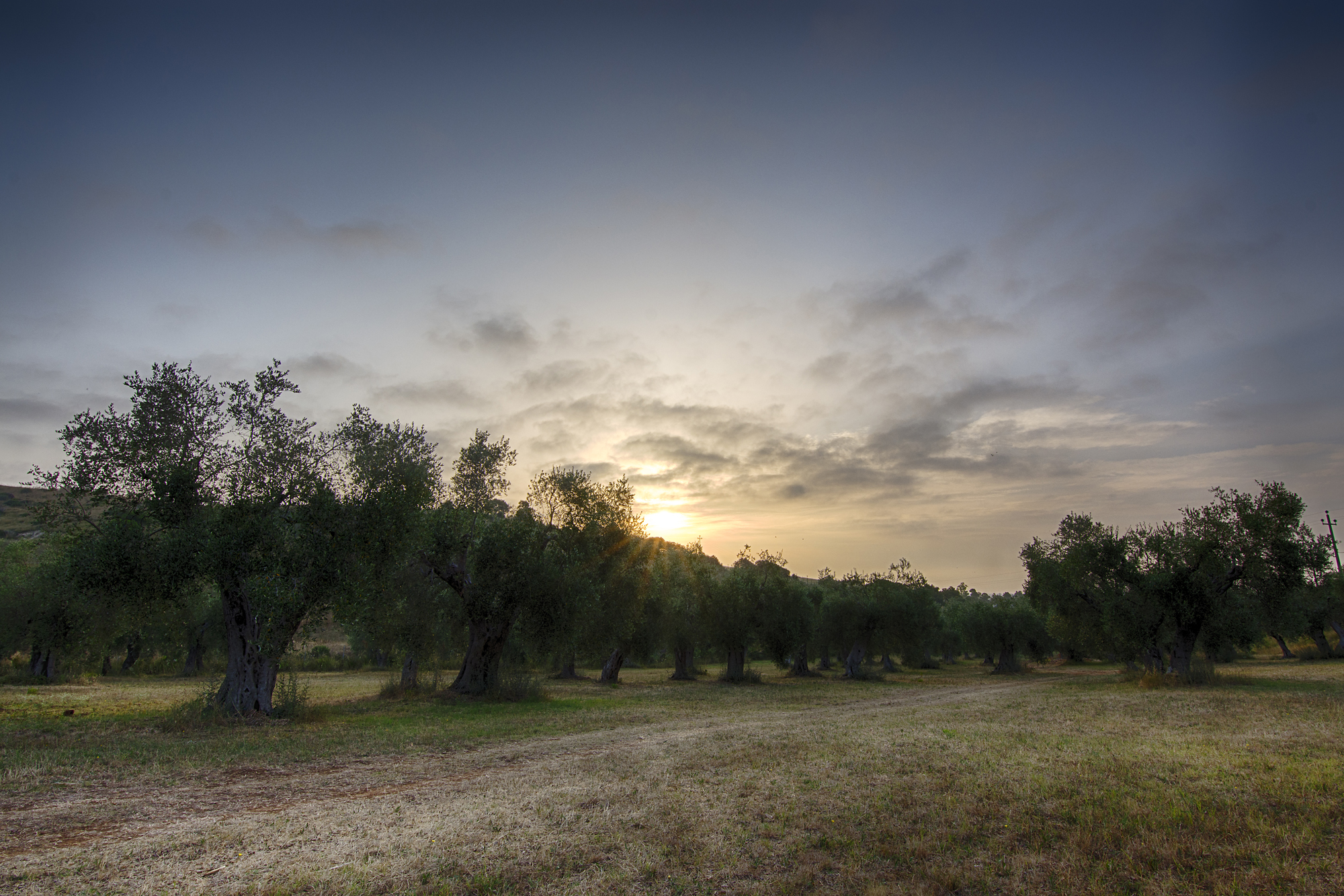 Alba tra gli ulivi