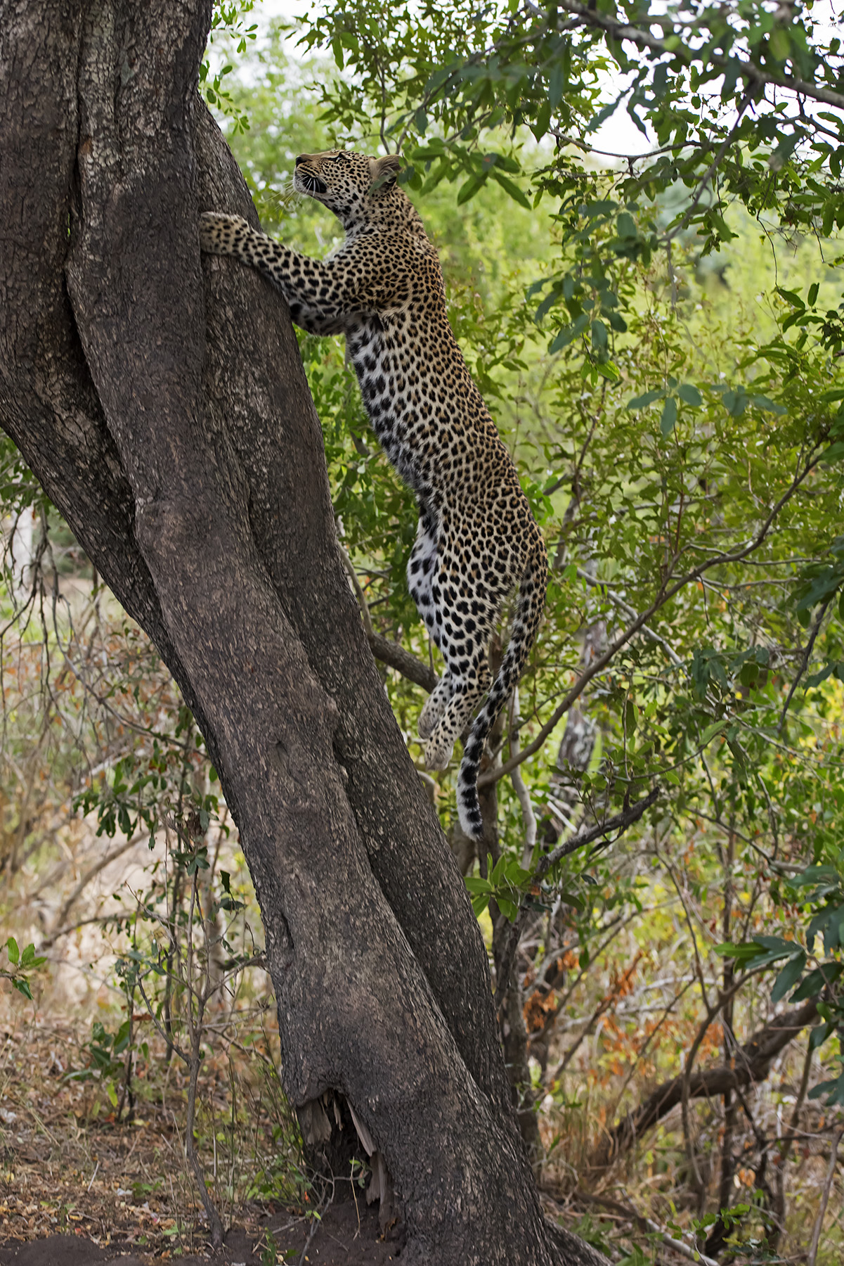 the leopard leap