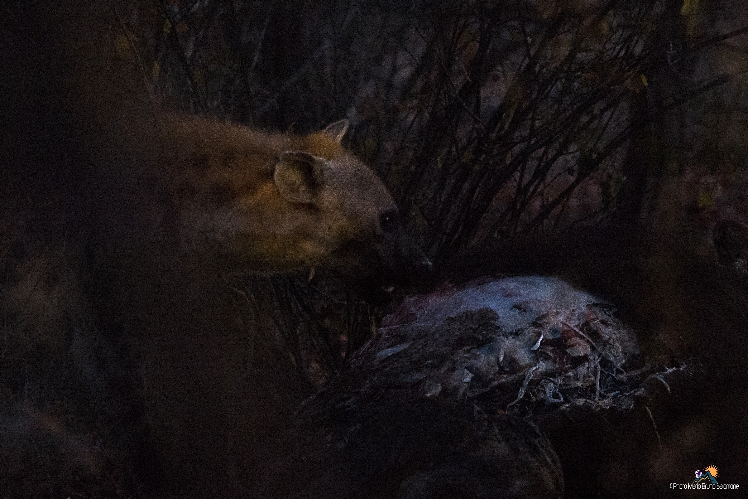 night, time to hyenas.