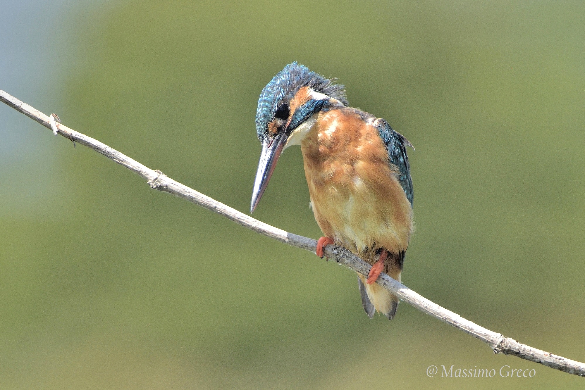 Scrutando l'acqua in cerca di prede
