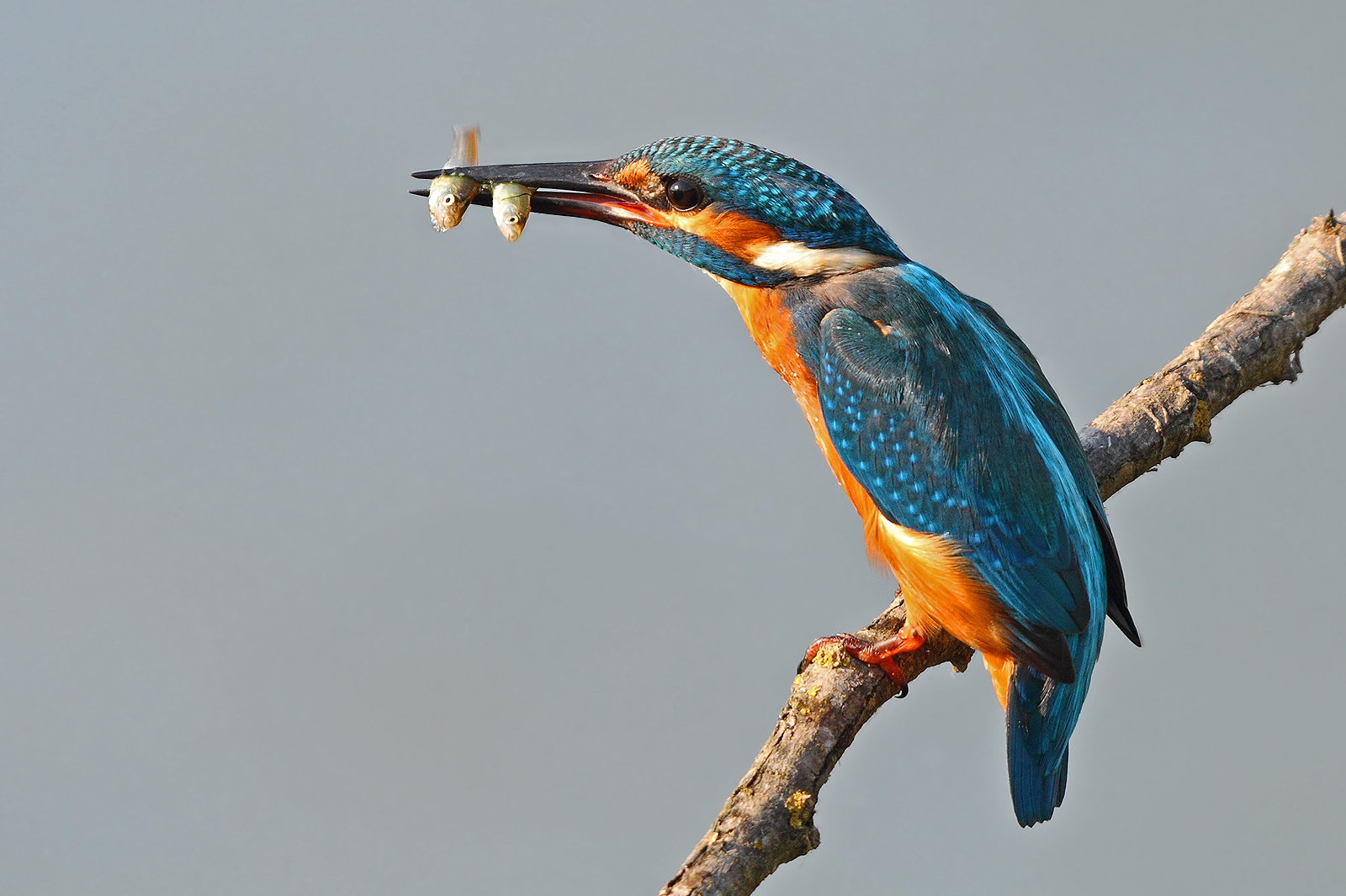 The double capture of Martin